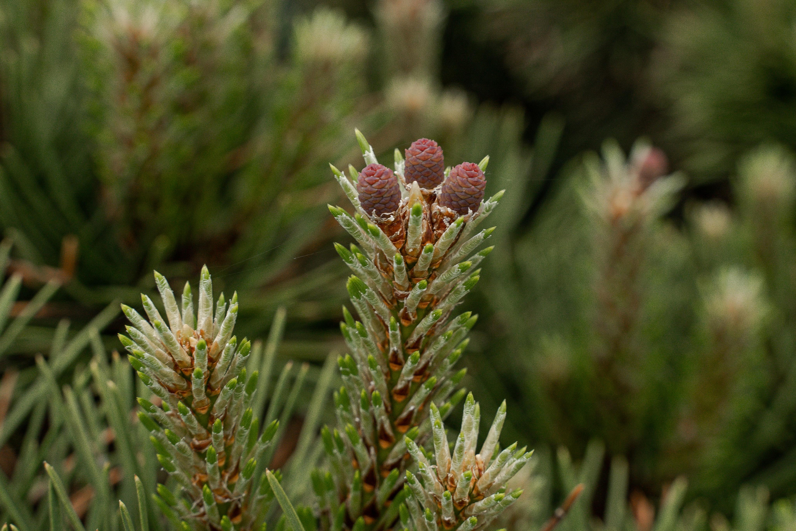 Питомники. Автомобильный фотограф Светлана Усова