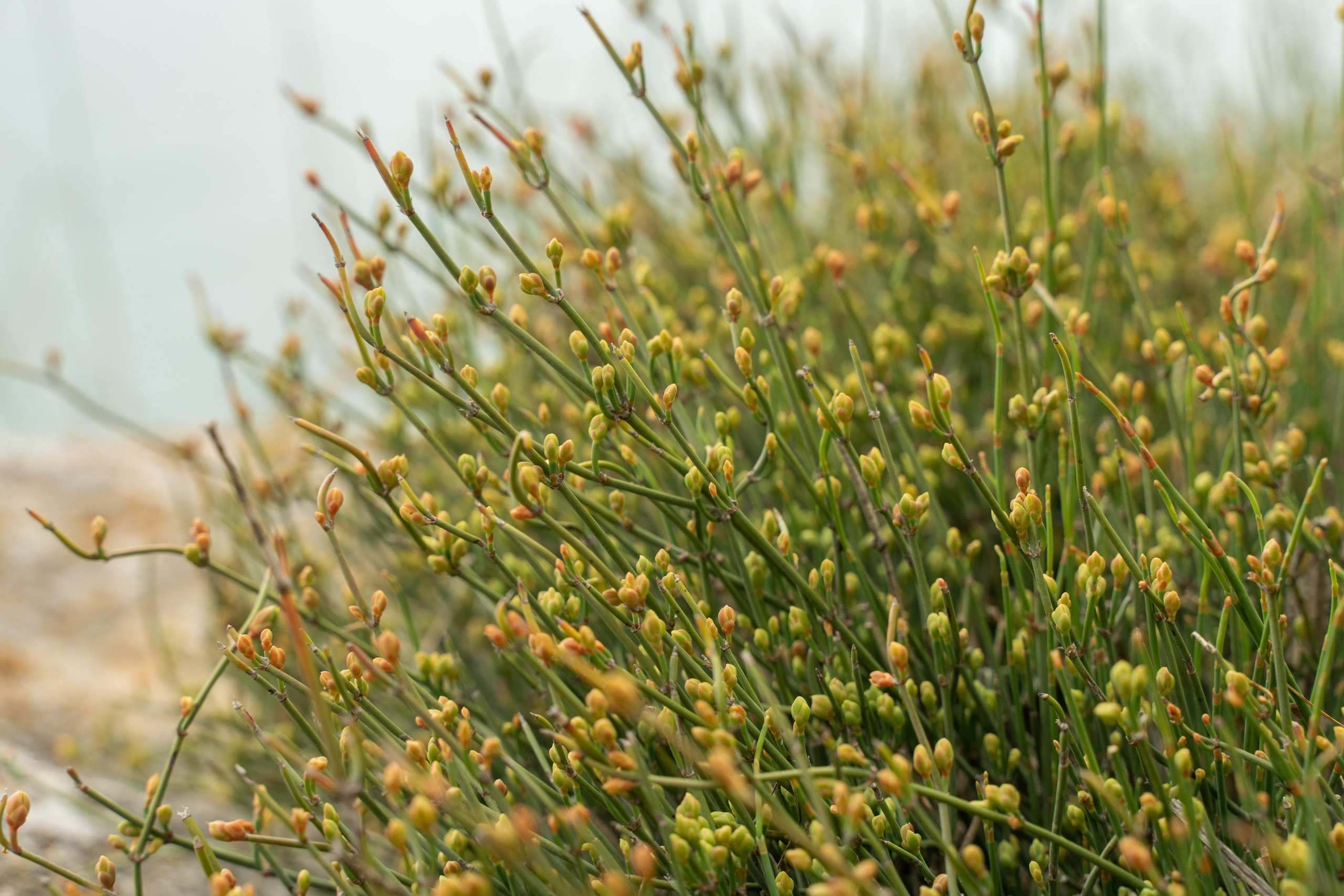 Все растения. Автомобильный фотограф Светлана Усова