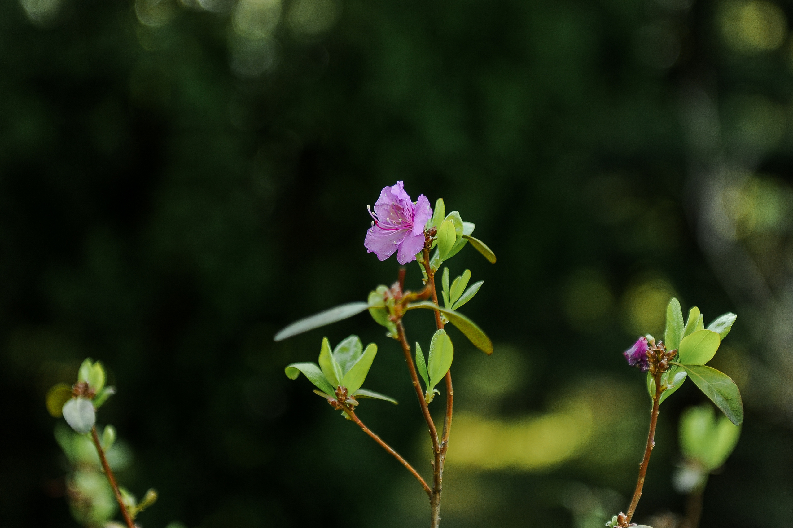 Все растения. Автомобильный фотограф Светлана Усова