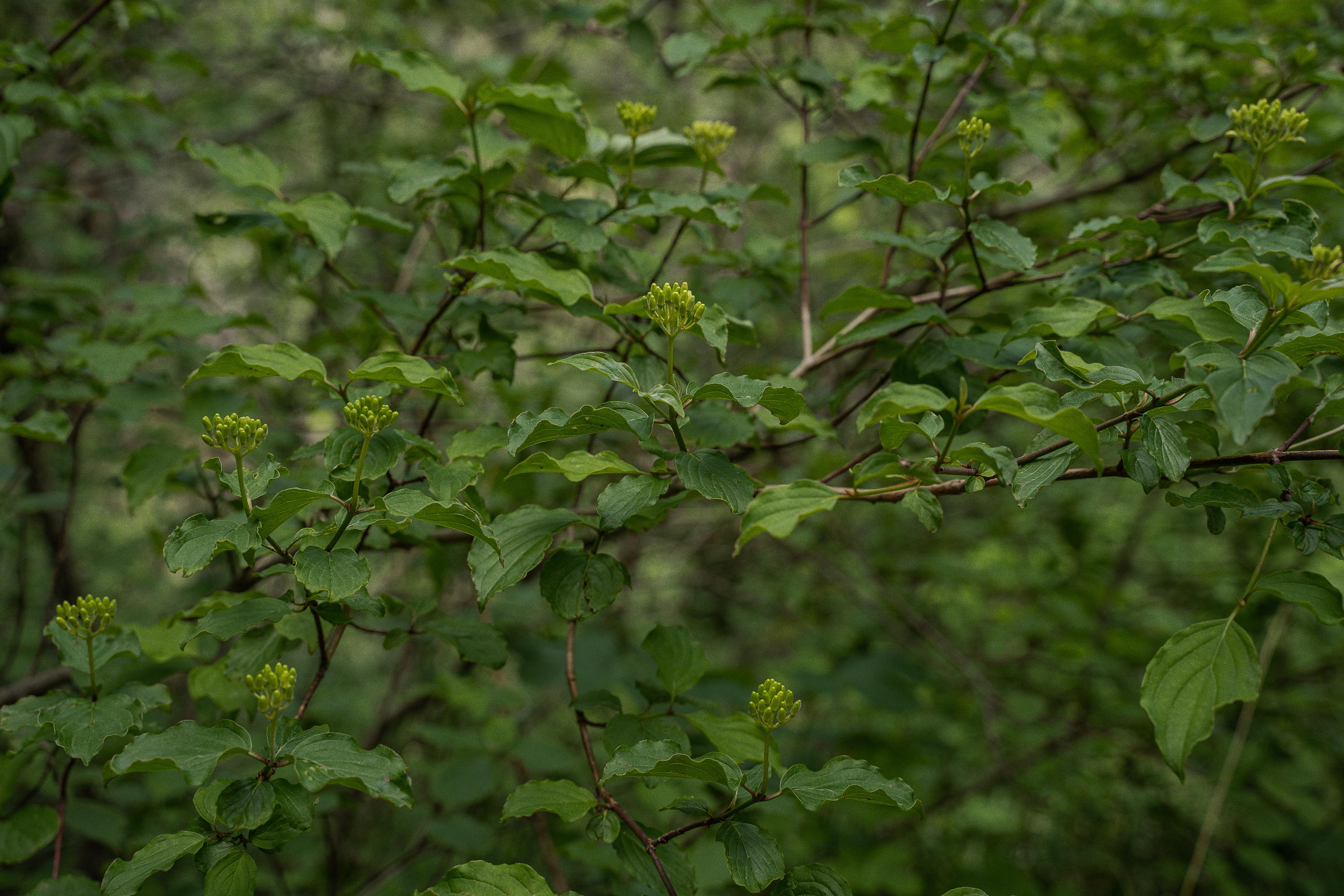 Все растения. Автомобильный фотограф Светлана Усова