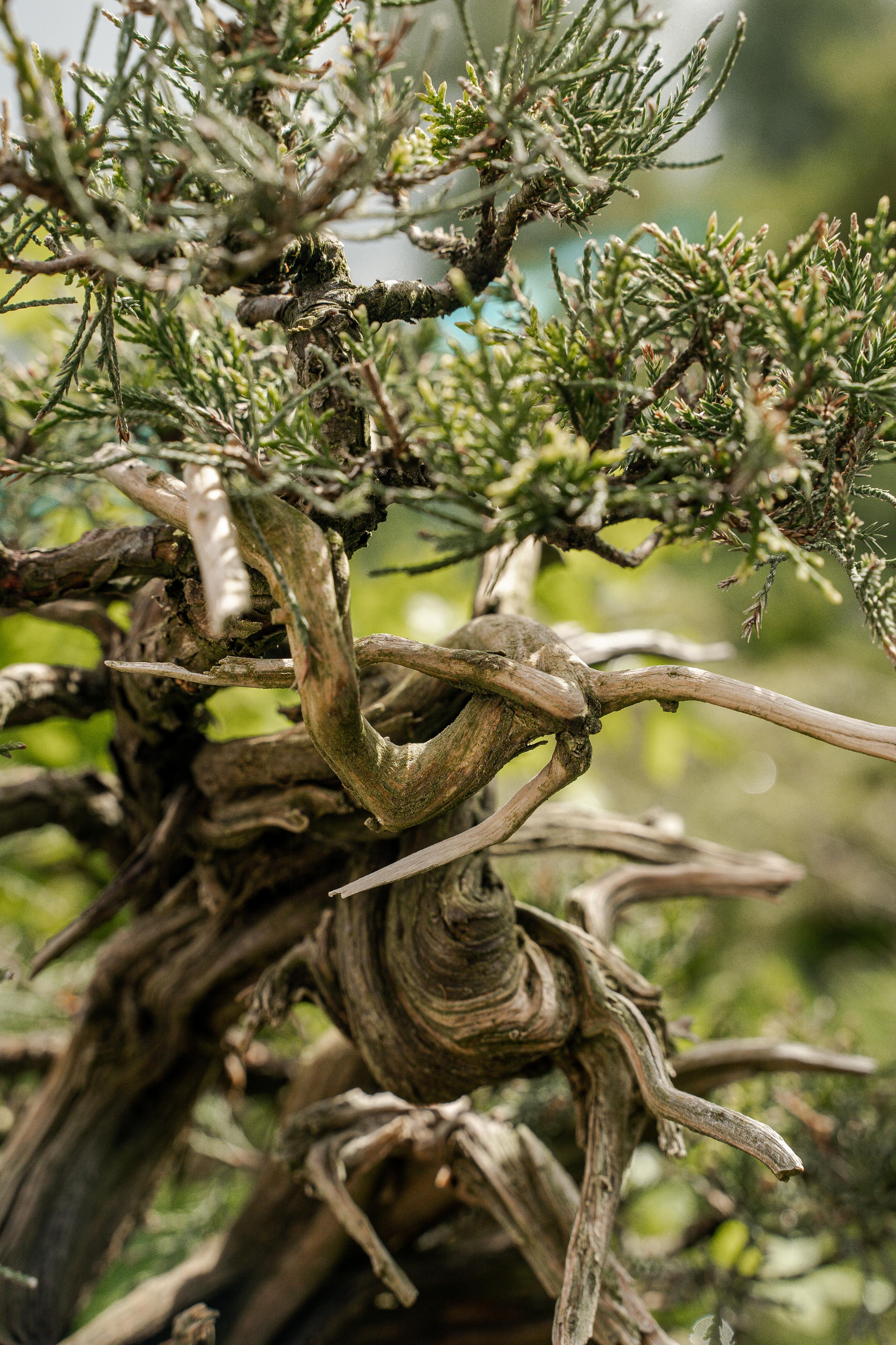 Бонсай. Автомобильный фотограф Светлана Усова