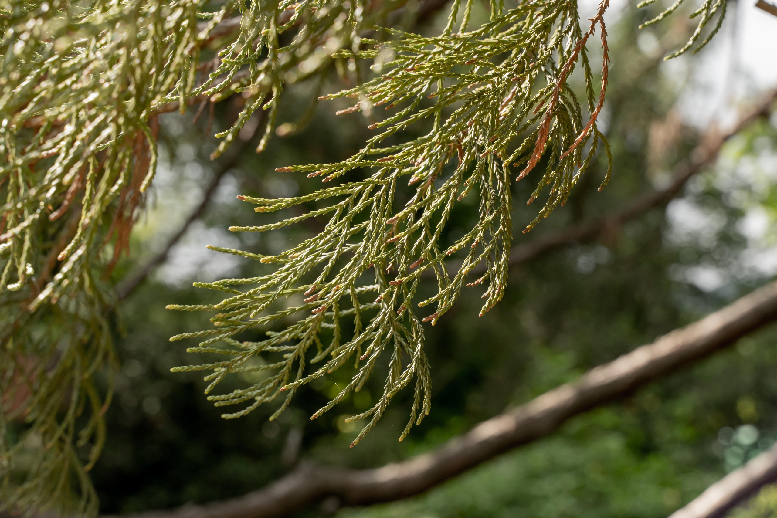 Все растения. Автомобильный фотограф Светлана Усова