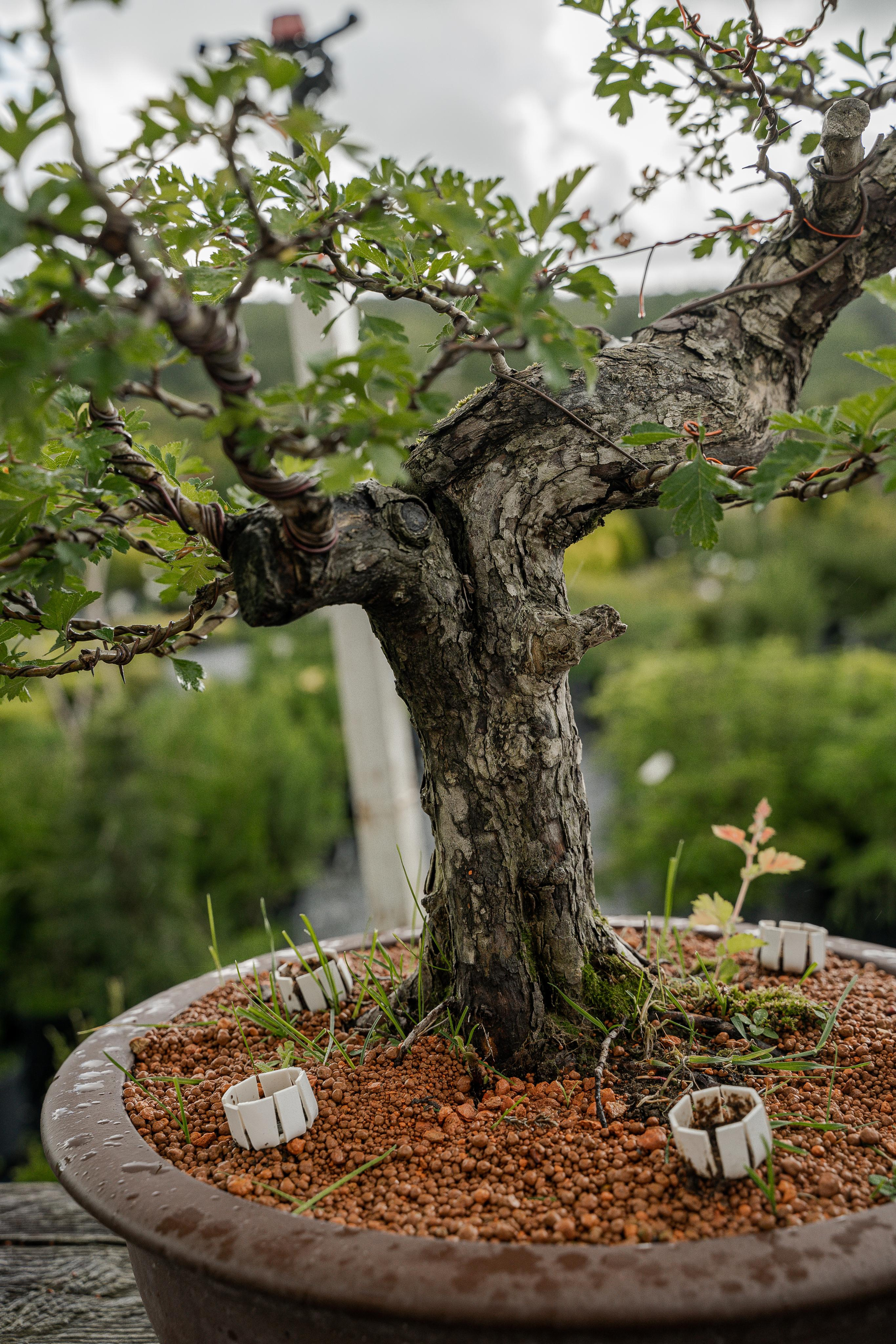 Бонсай. Автомобильный фотограф Светлана Усова