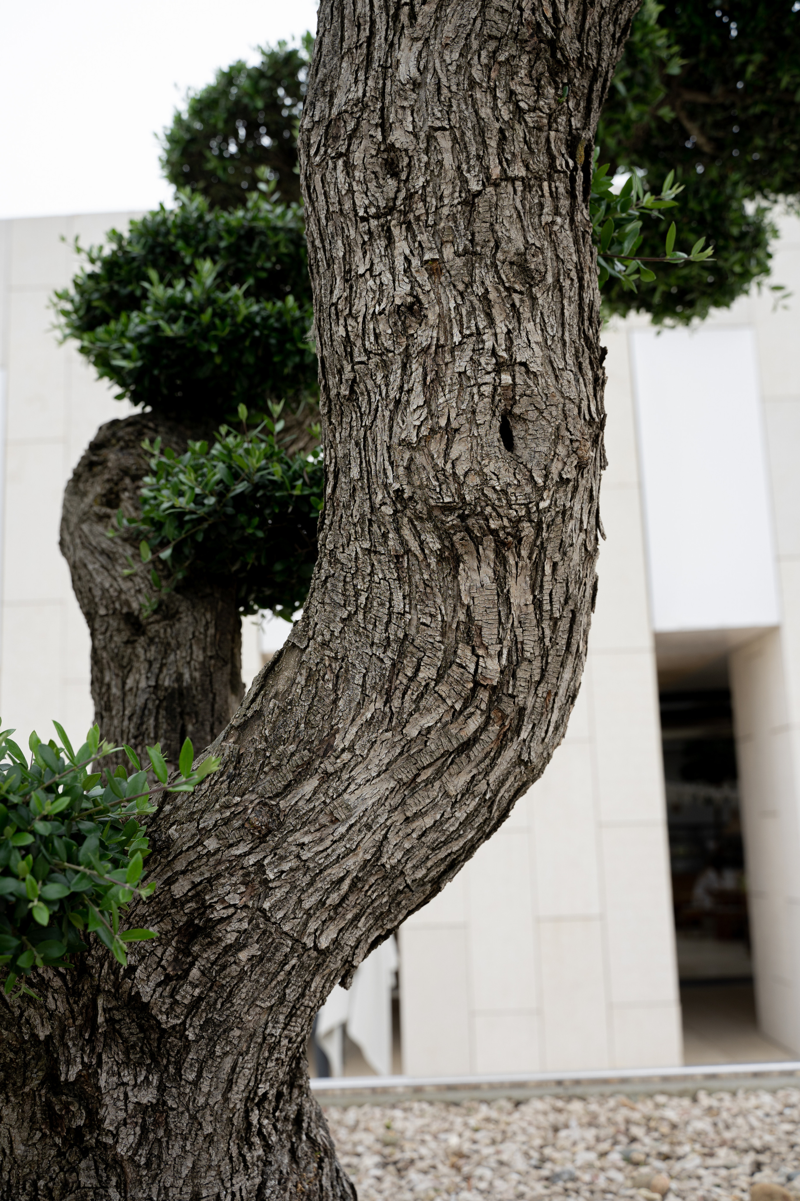 Все растения. Автомобильный фотограф Светлана Усова