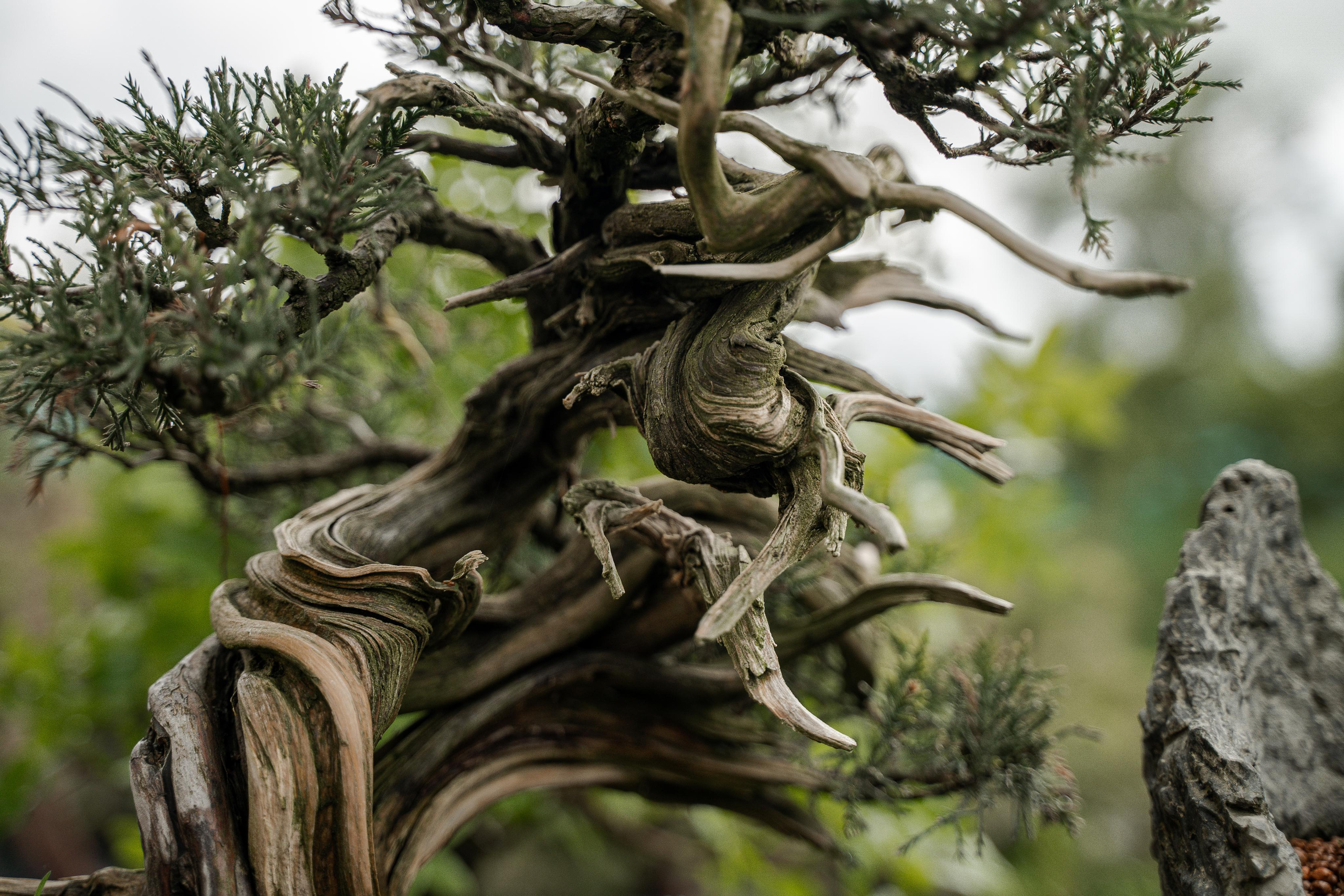 Бонсай. Автомобильный фотограф Светлана Усова