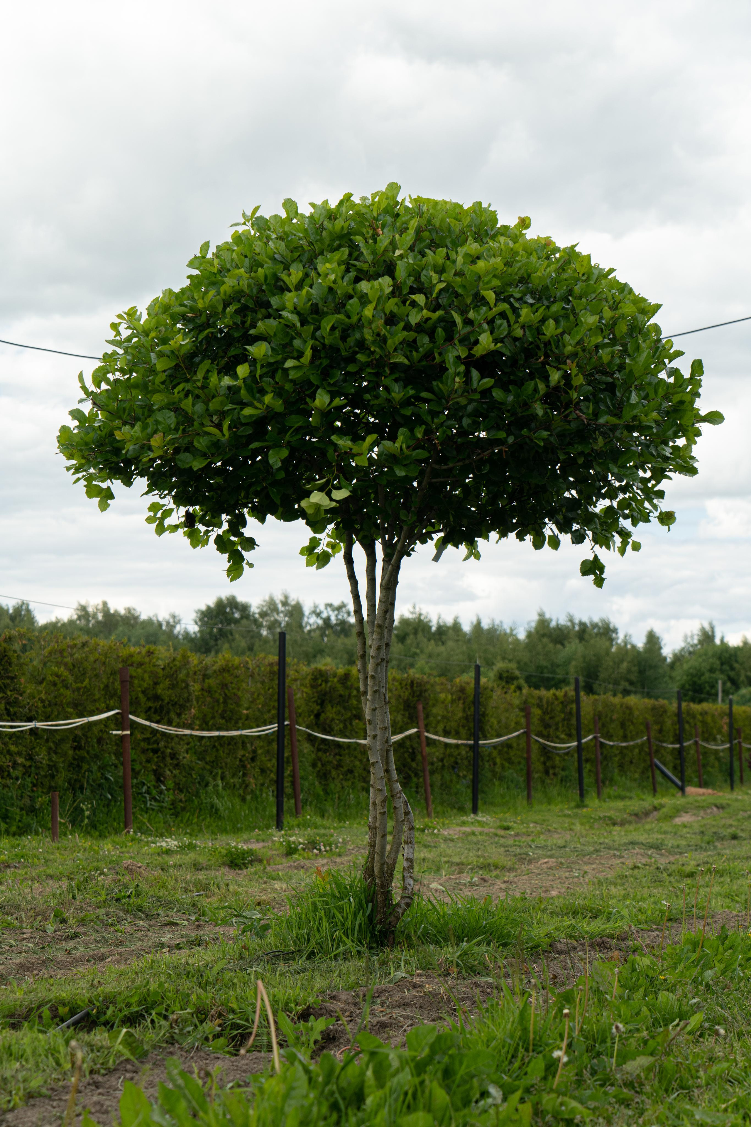 Все растения. Автомобильный фотограф Светлана Усова
