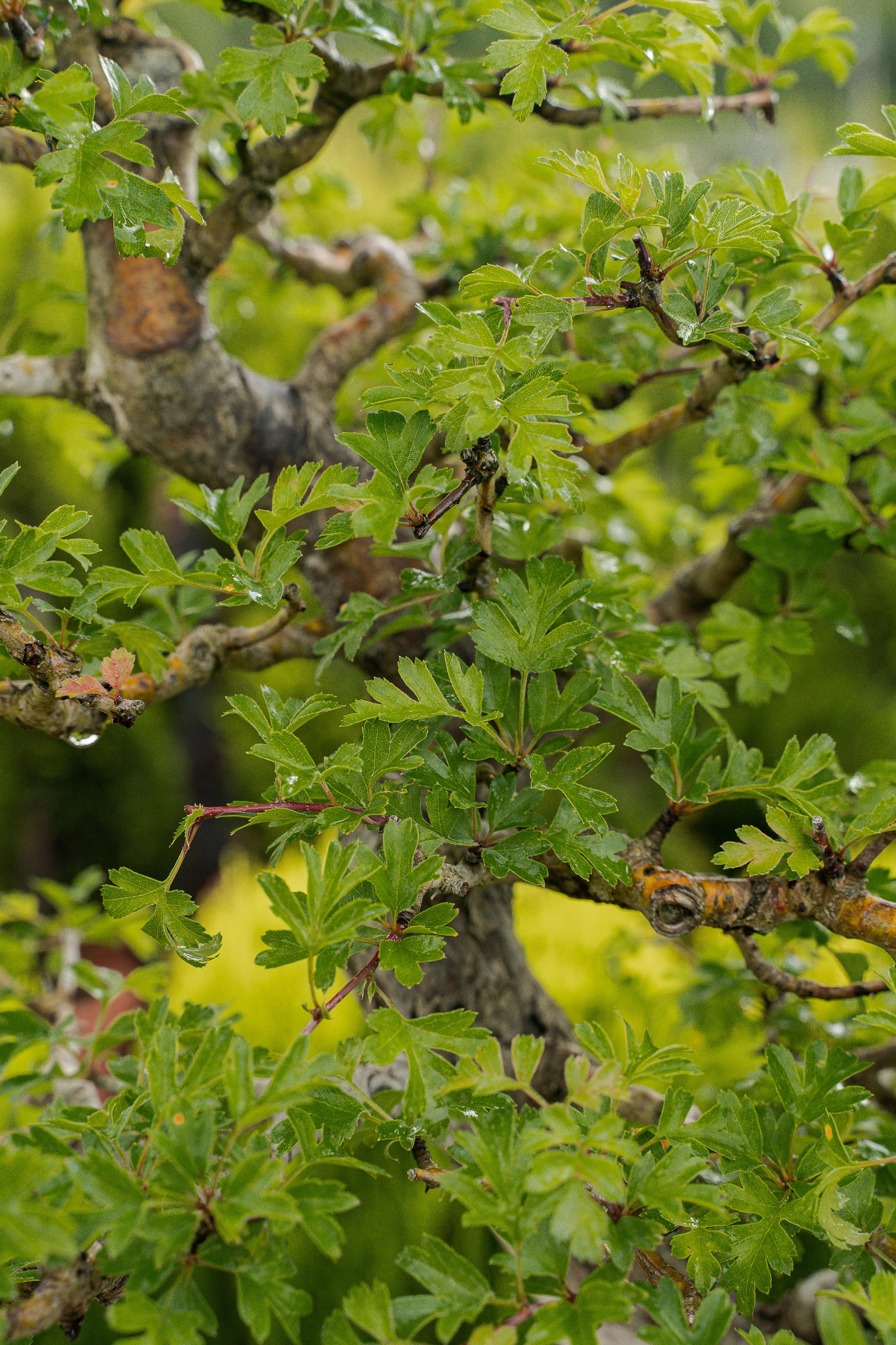 Бонсай. Автомобильный фотограф Светлана Усова