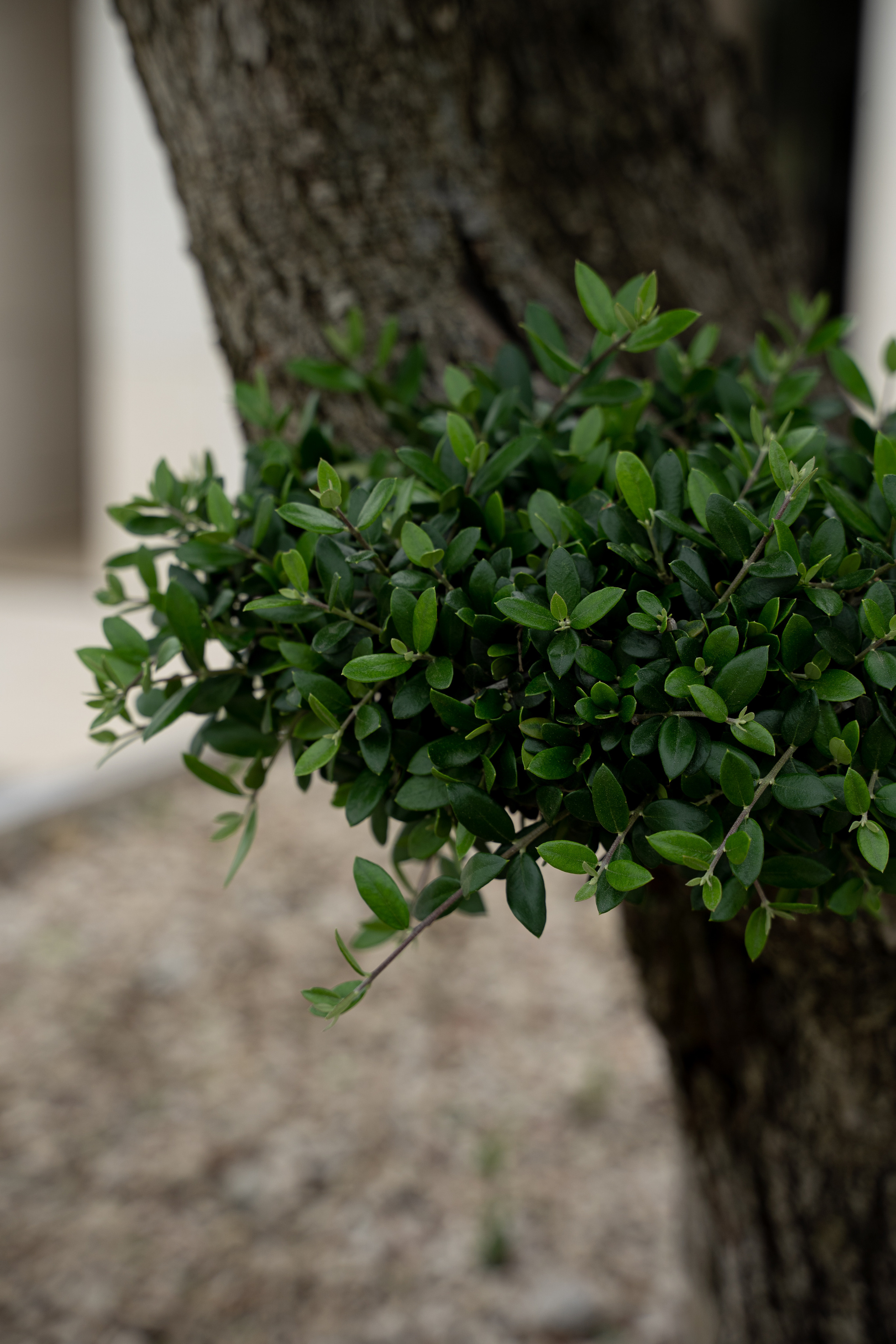 Все растения. Автомобильный фотограф Светлана Усова