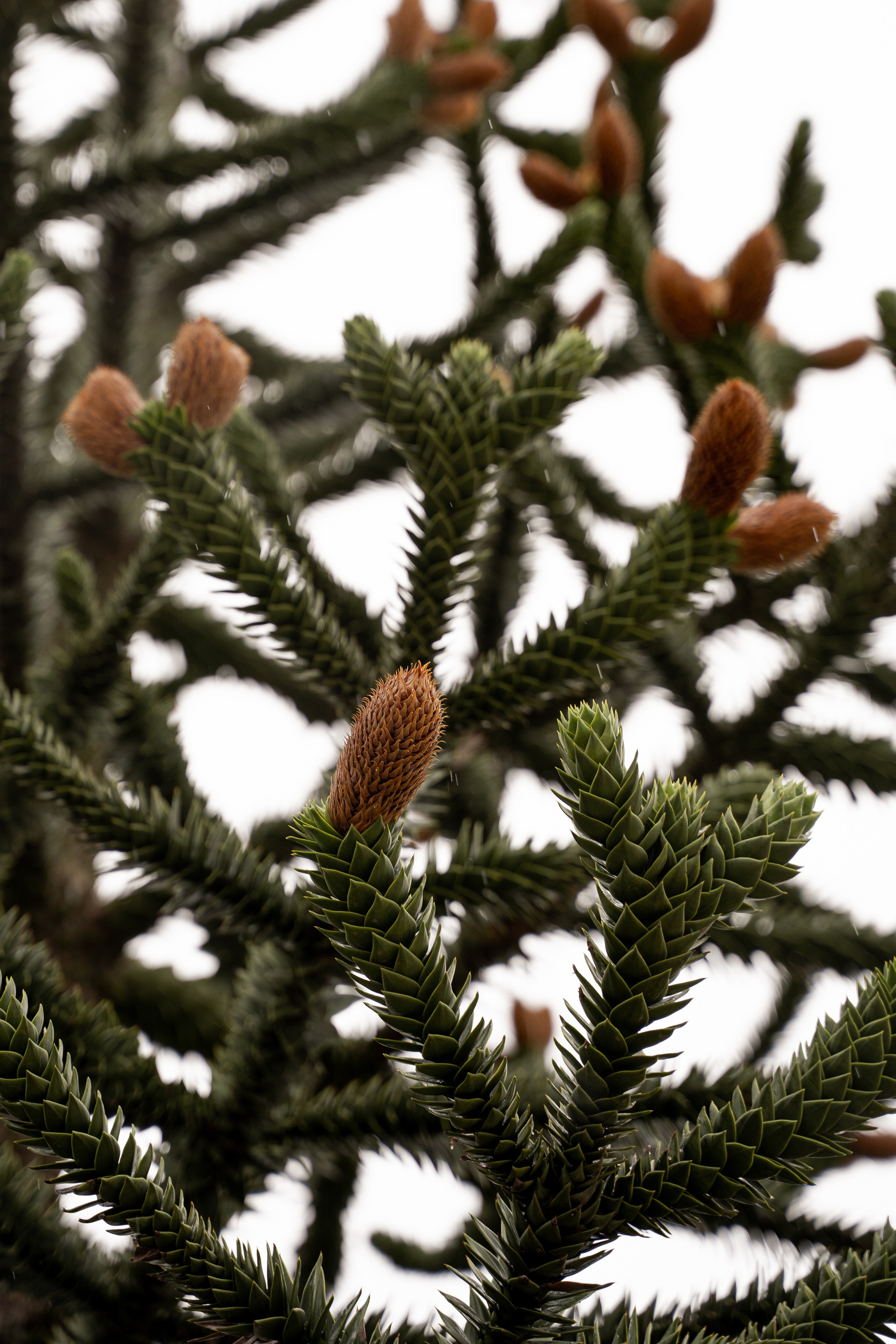 Все растения. Автомобильный фотограф Светлана Усова