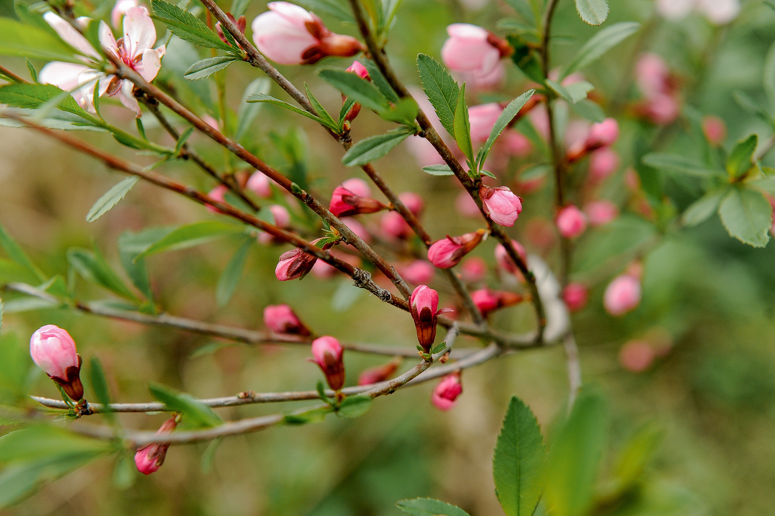 Все растения. Автомобильный фотограф Светлана Усова