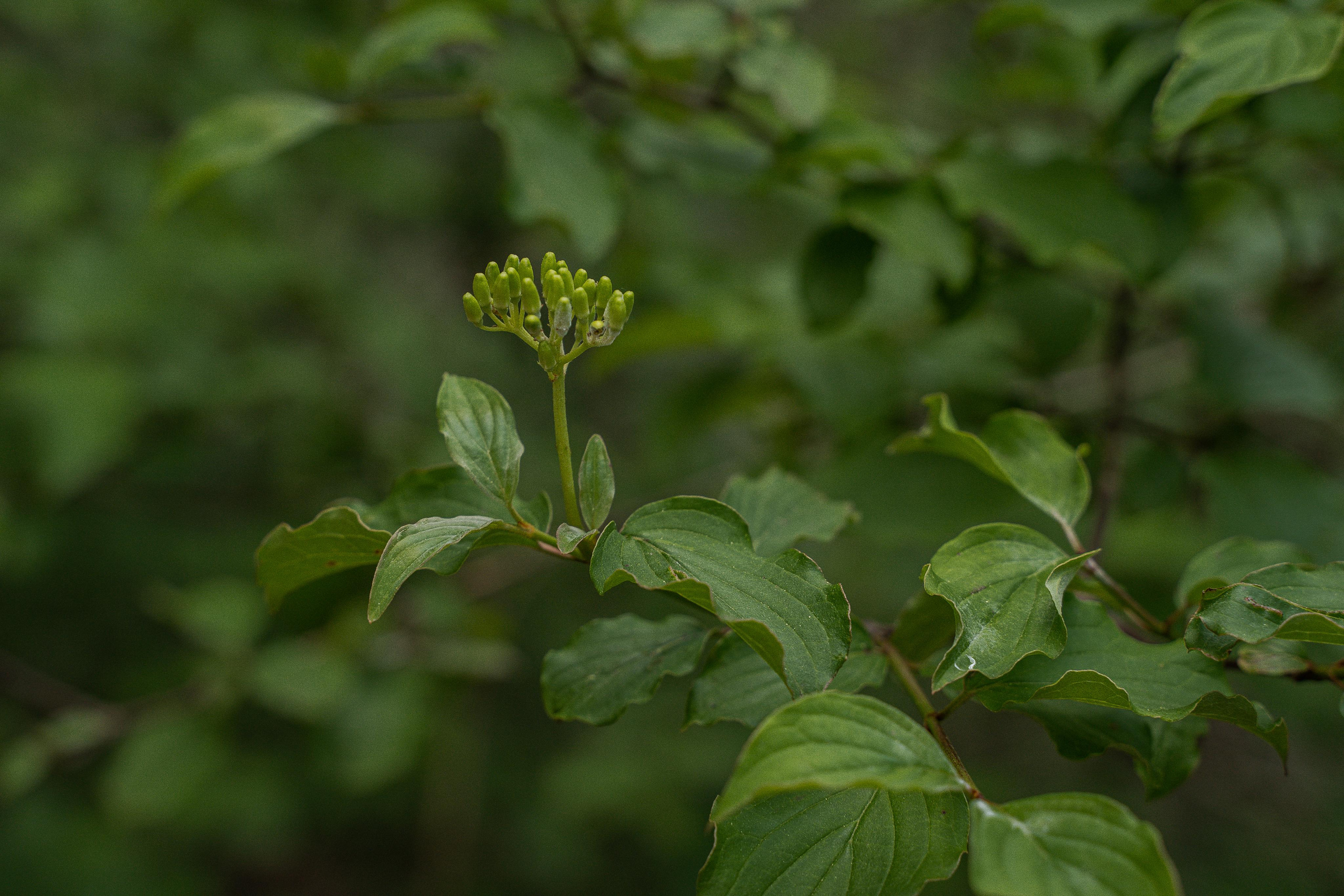 Все растения. Автомобильный фотограф Светлана Усова