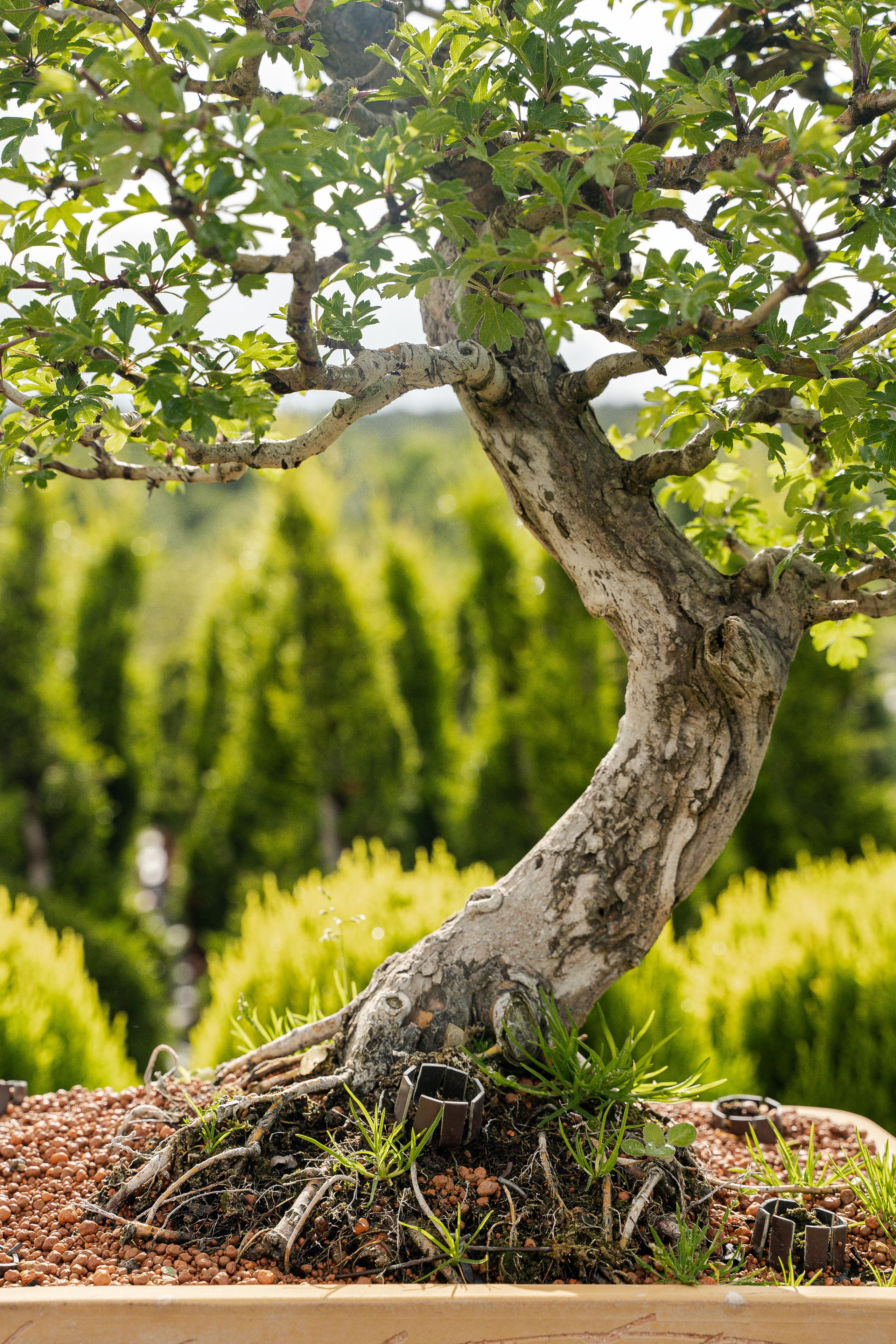 Бонсай. Автомобильный фотограф Светлана Усова