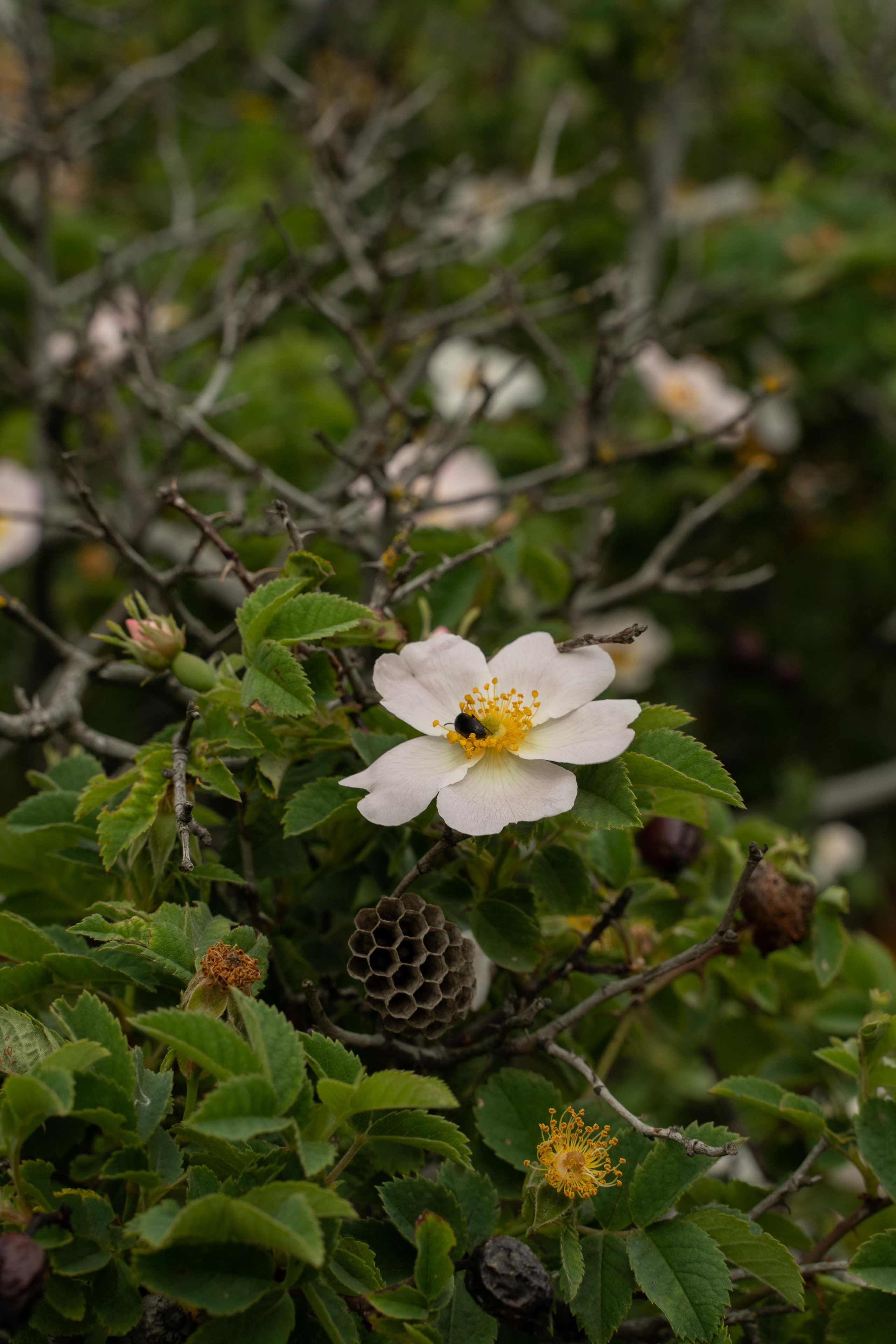Все растения. Автомобильный фотограф Светлана Усова