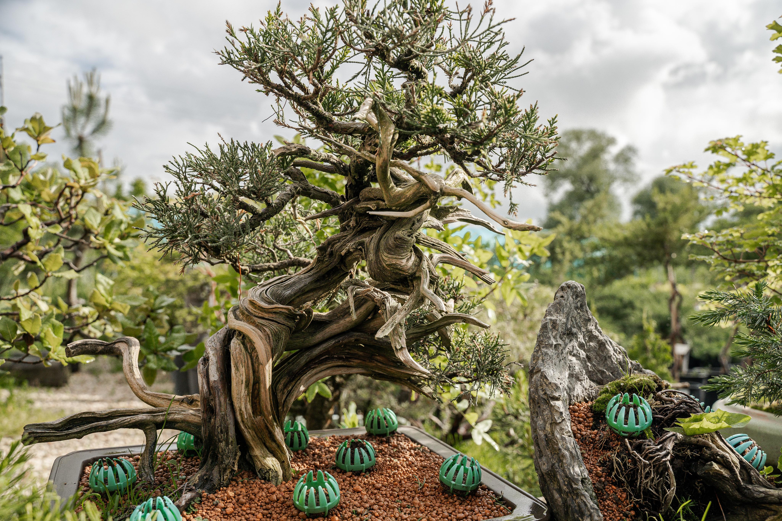 Бонсай. Автомобильный фотограф Светлана Усова