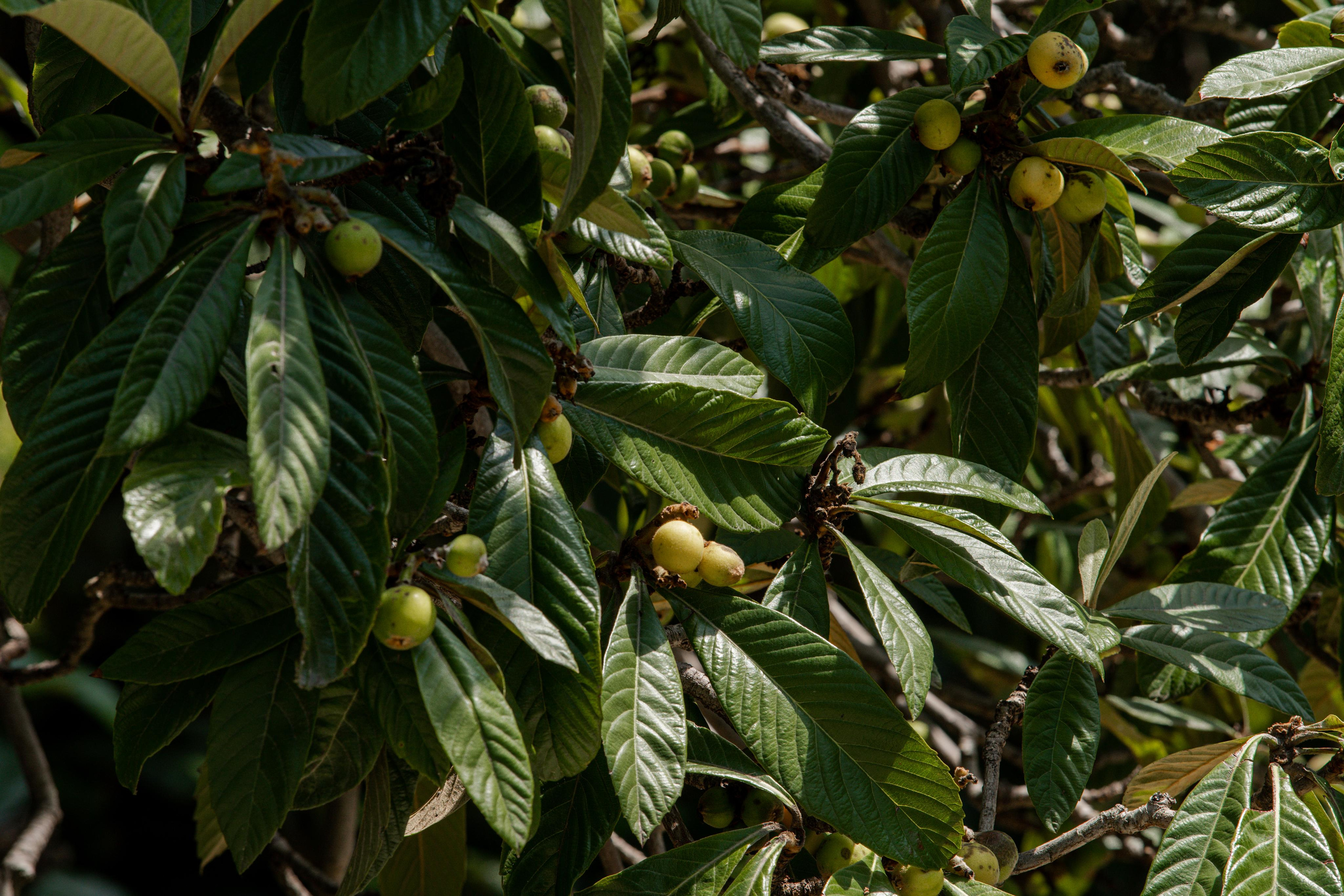 Все растения. Автомобильный фотограф Светлана Усова