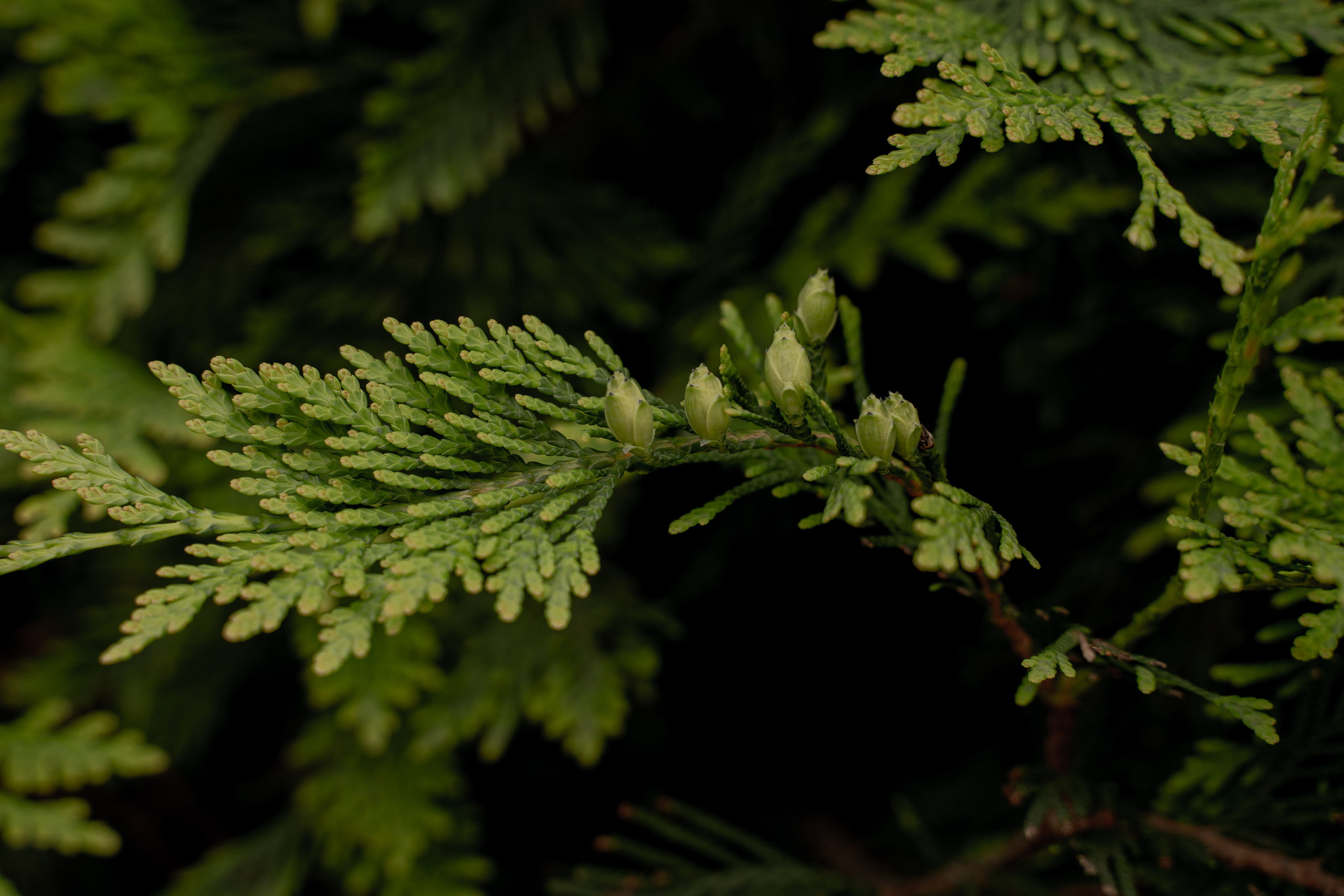 Все растения. Автомобильный фотограф Светлана Усова