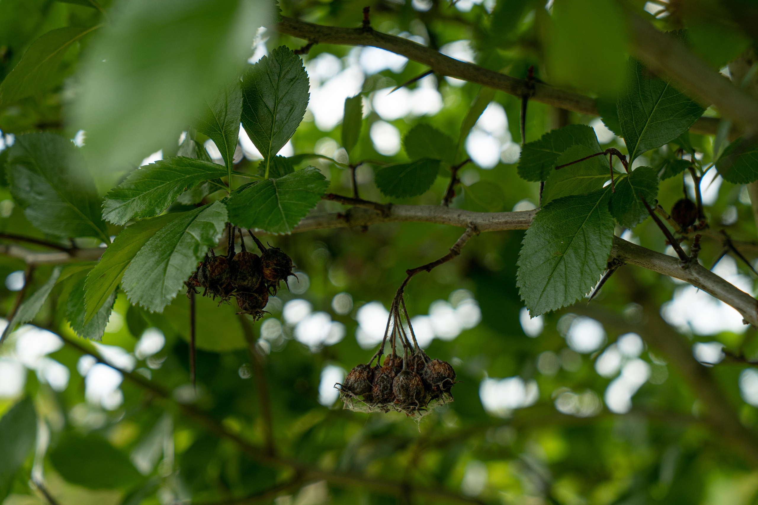 Все растения. Автомобильный фотограф Светлана Усова