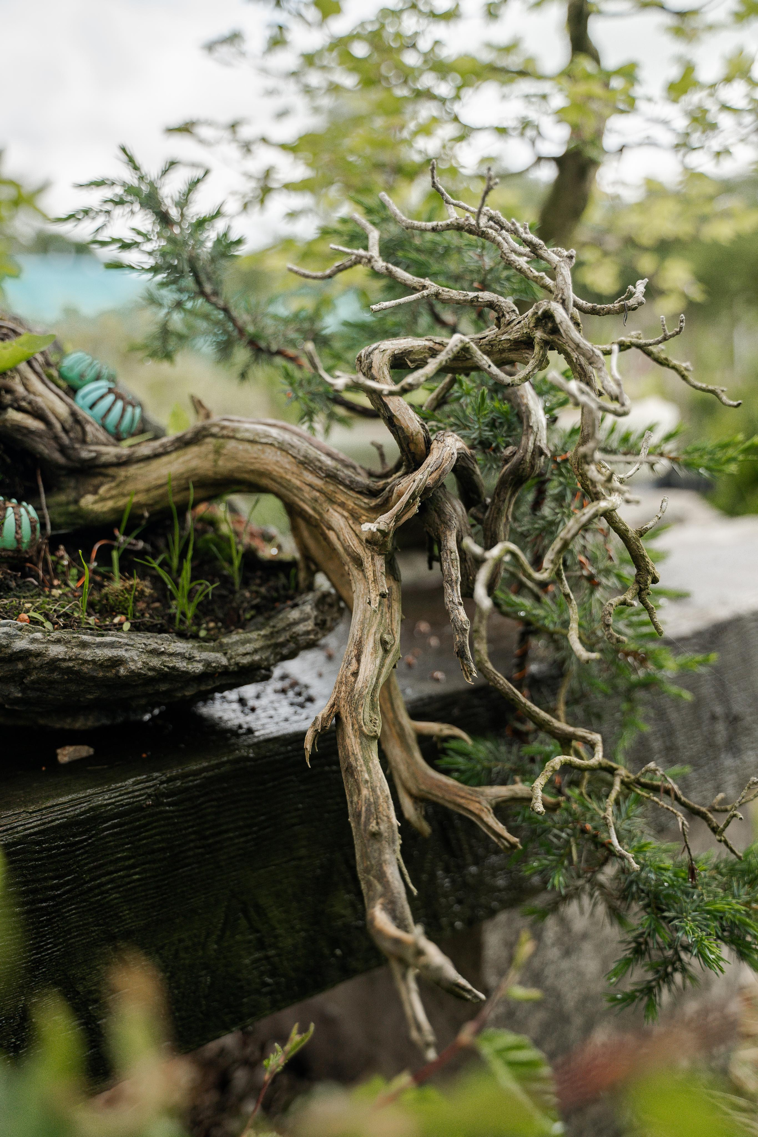 Бонсай. Автомобильный фотограф Светлана Усова