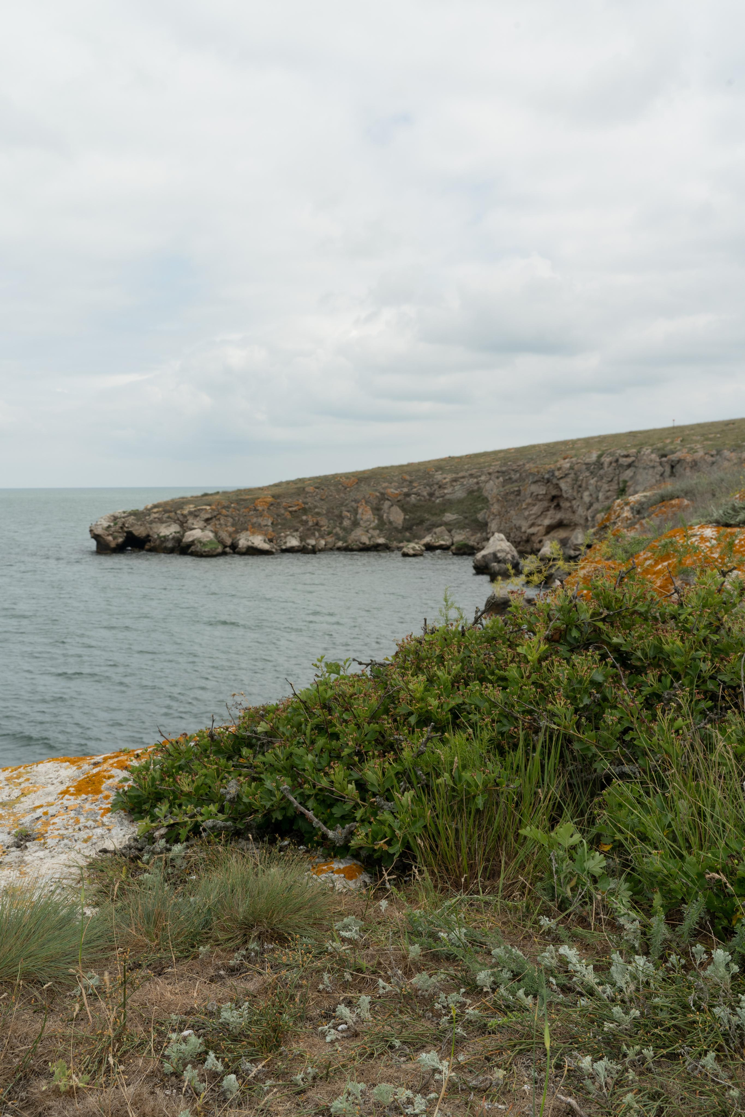 Все растения. Автомобильный фотограф Светлана Усова