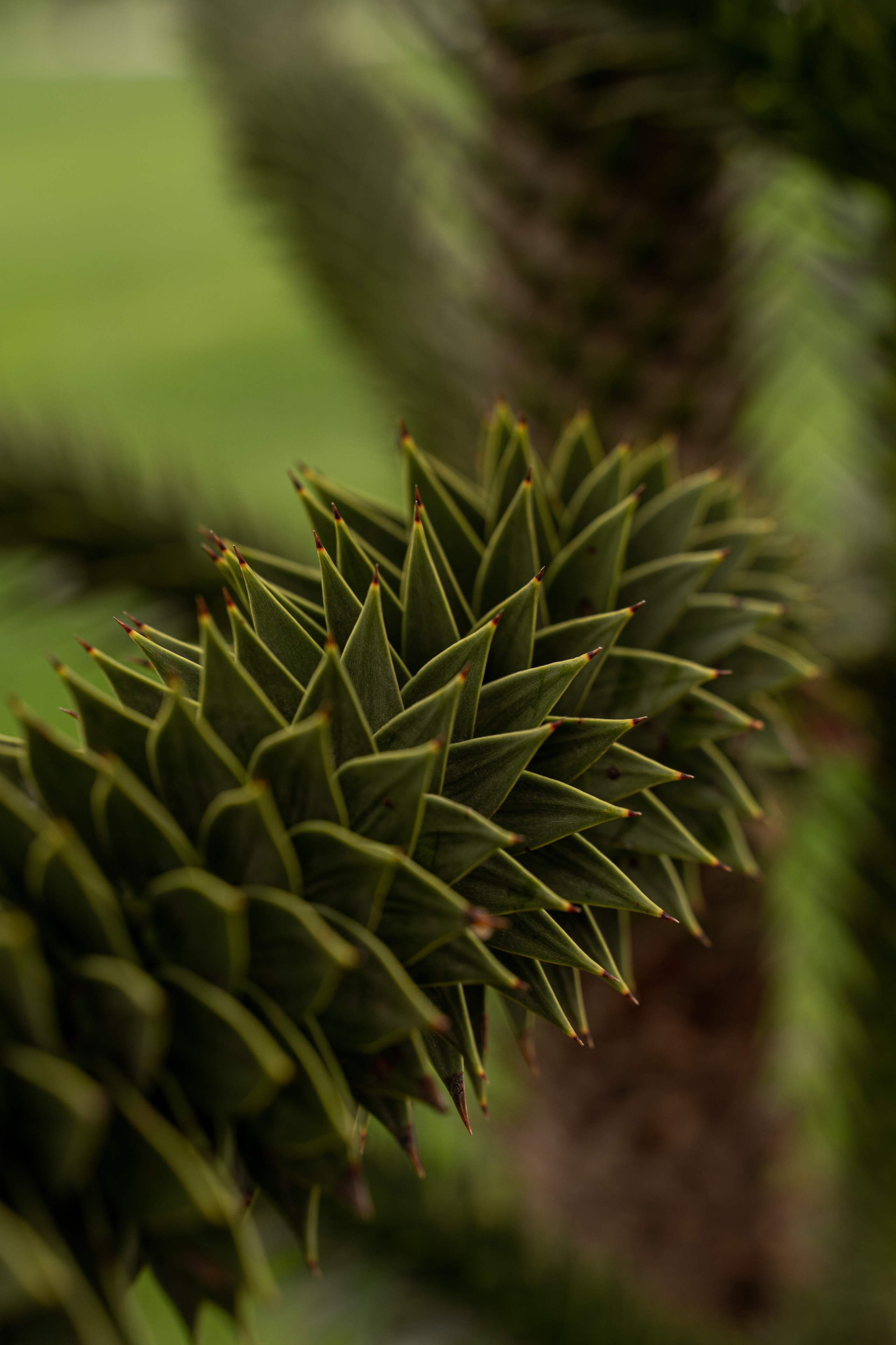 Все растения. Автомобильный фотограф Светлана Усова