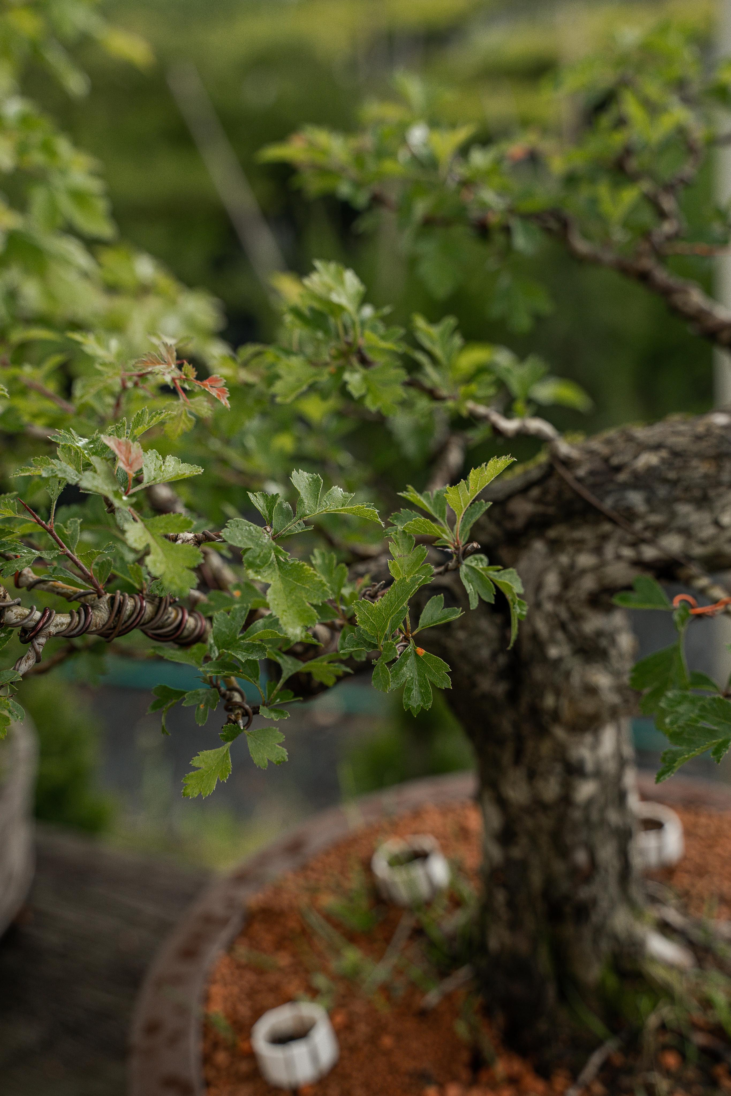 Бонсай. Автомобильный фотограф Светлана Усова