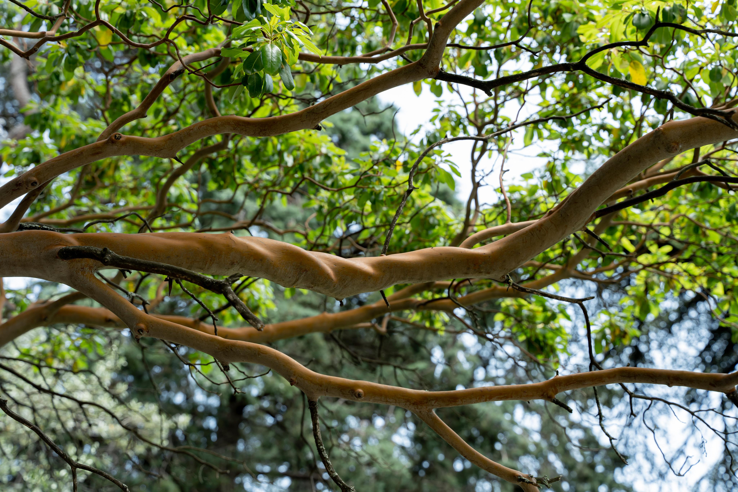 Все растения. Автомобильный фотограф Светлана Усова