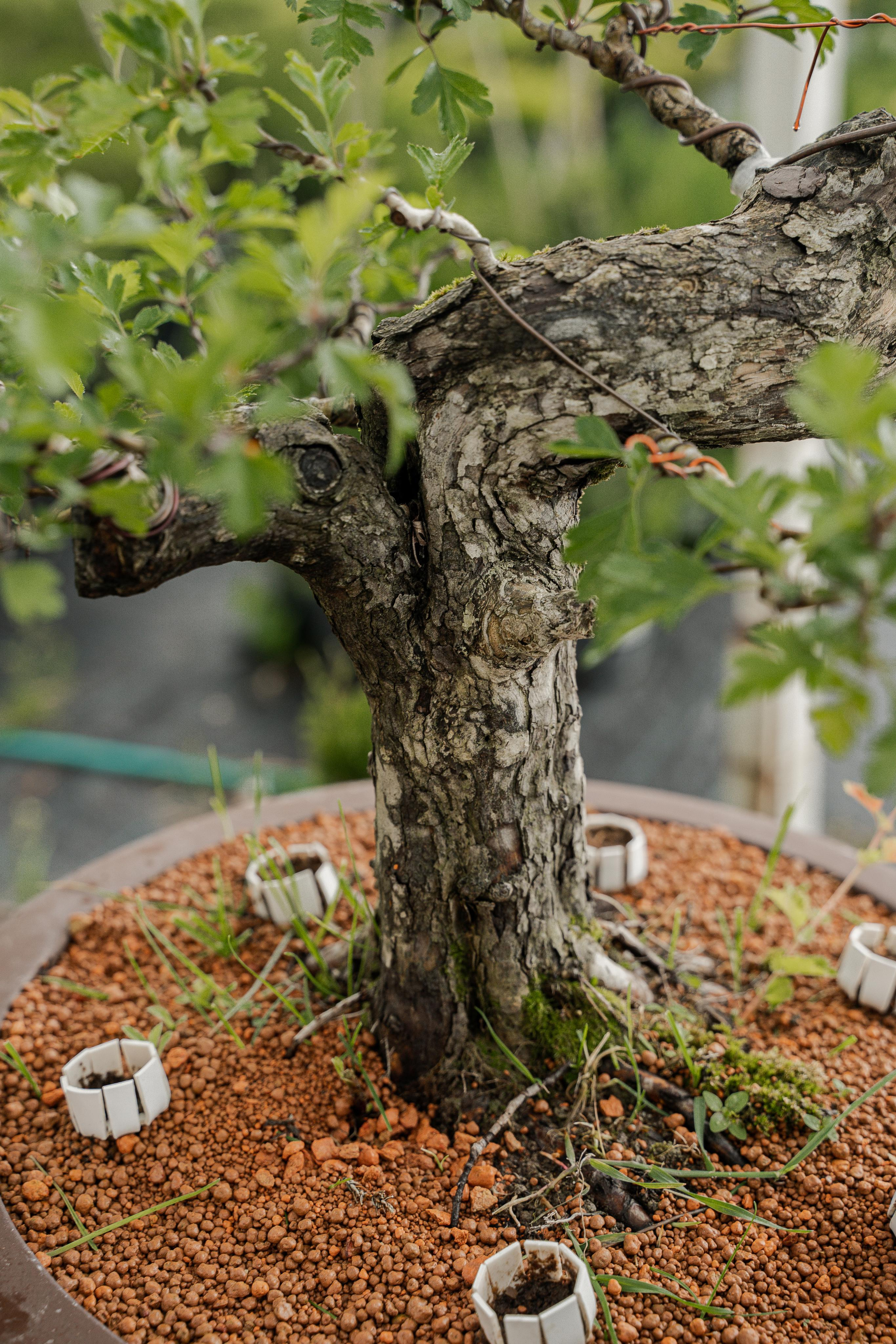 Бонсай. Автомобильный фотограф Светлана Усова