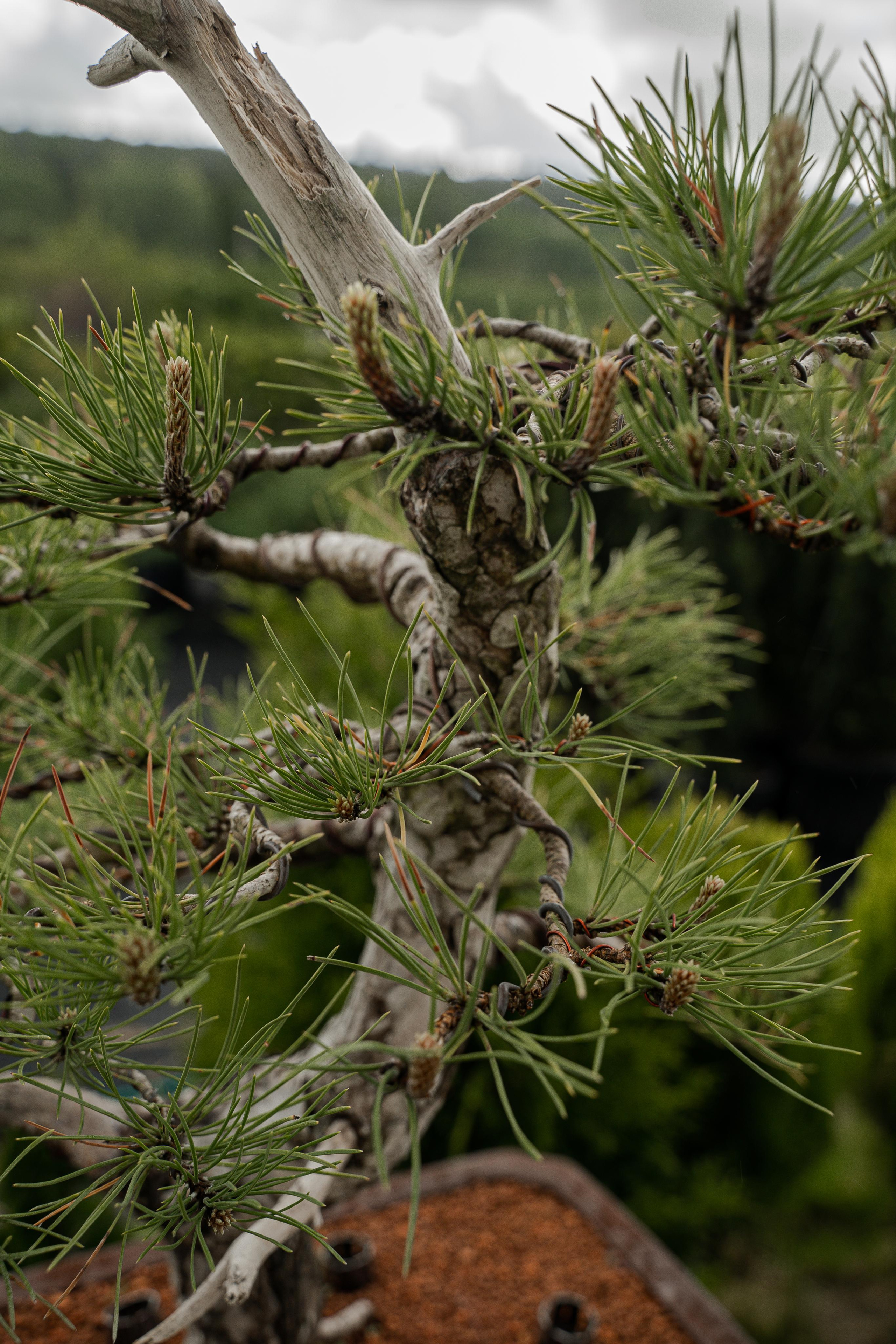 Бонсай. Автомобильный фотограф Светлана Усова