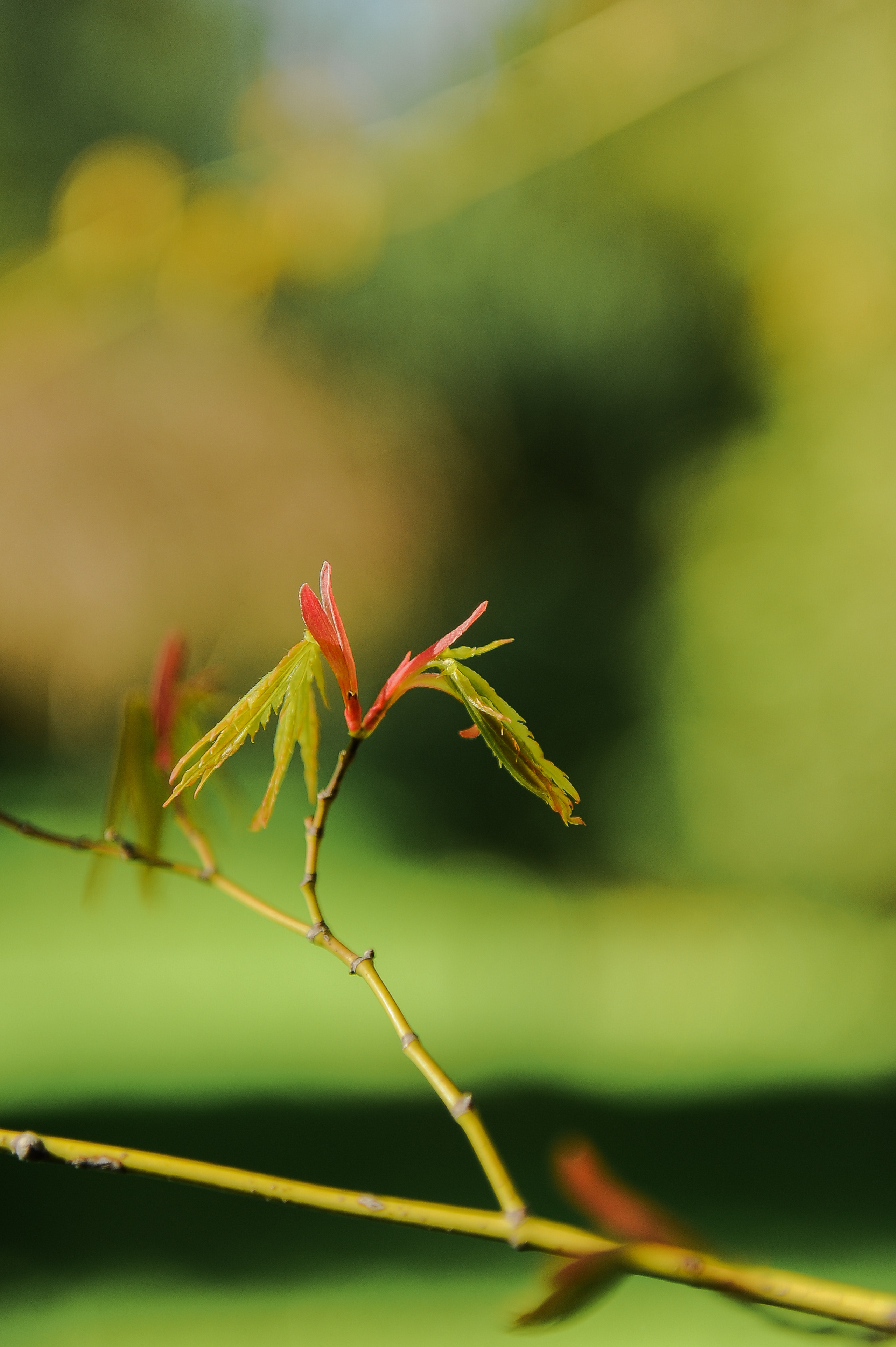 Все растения. Автомобильный фотограф Светлана Усова