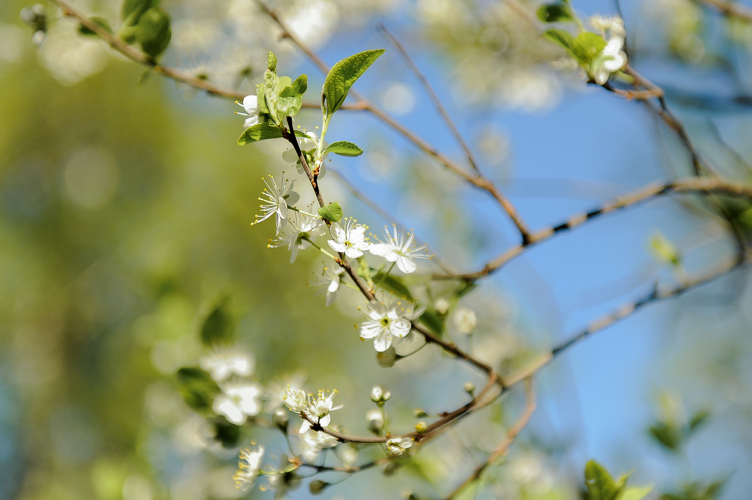 Все растения. Автомобильный фотограф Светлана Усова