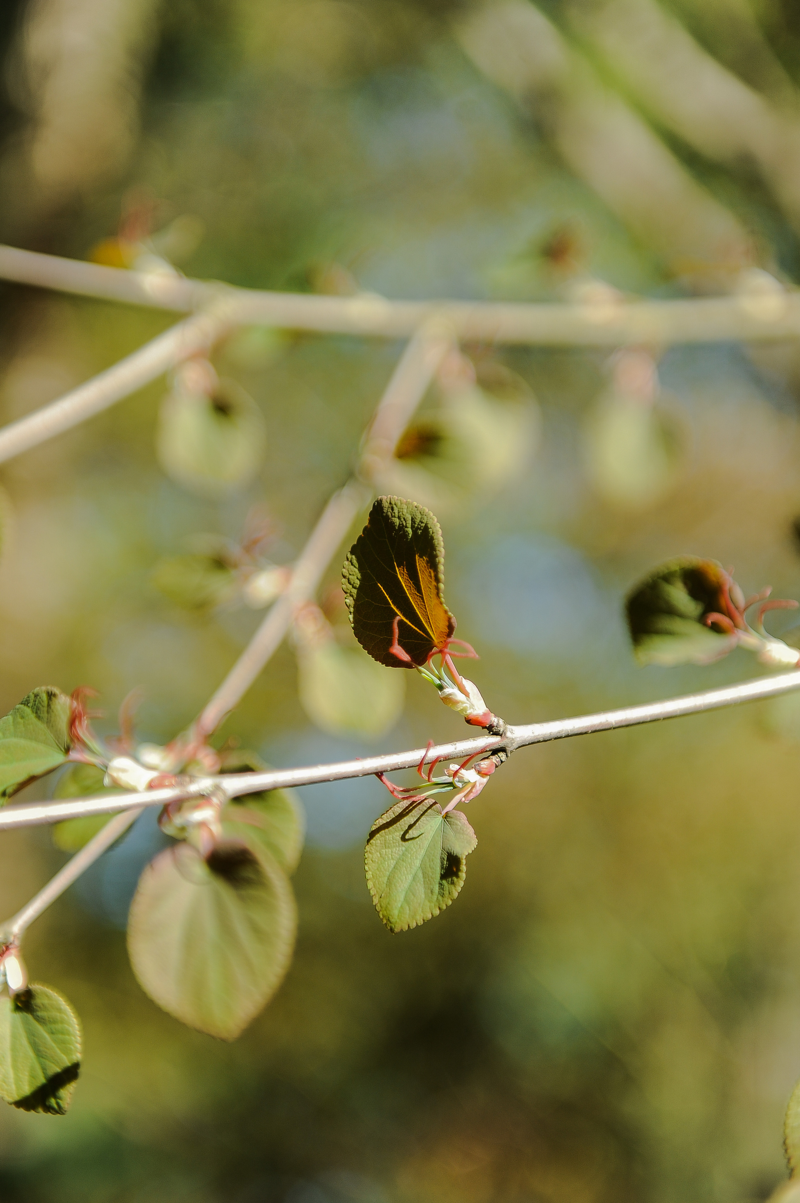 Все растения. Автомобильный фотограф Светлана Усова