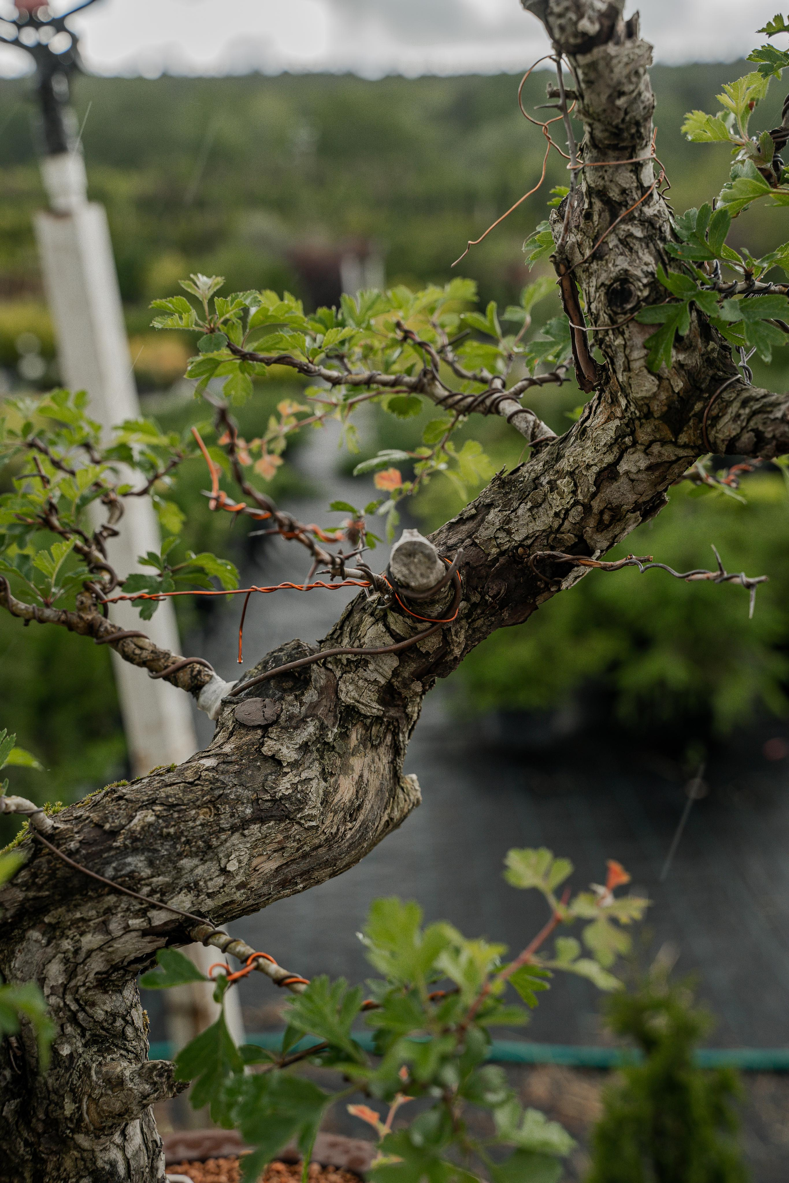 Бонсай. Автомобильный фотограф Светлана Усова
