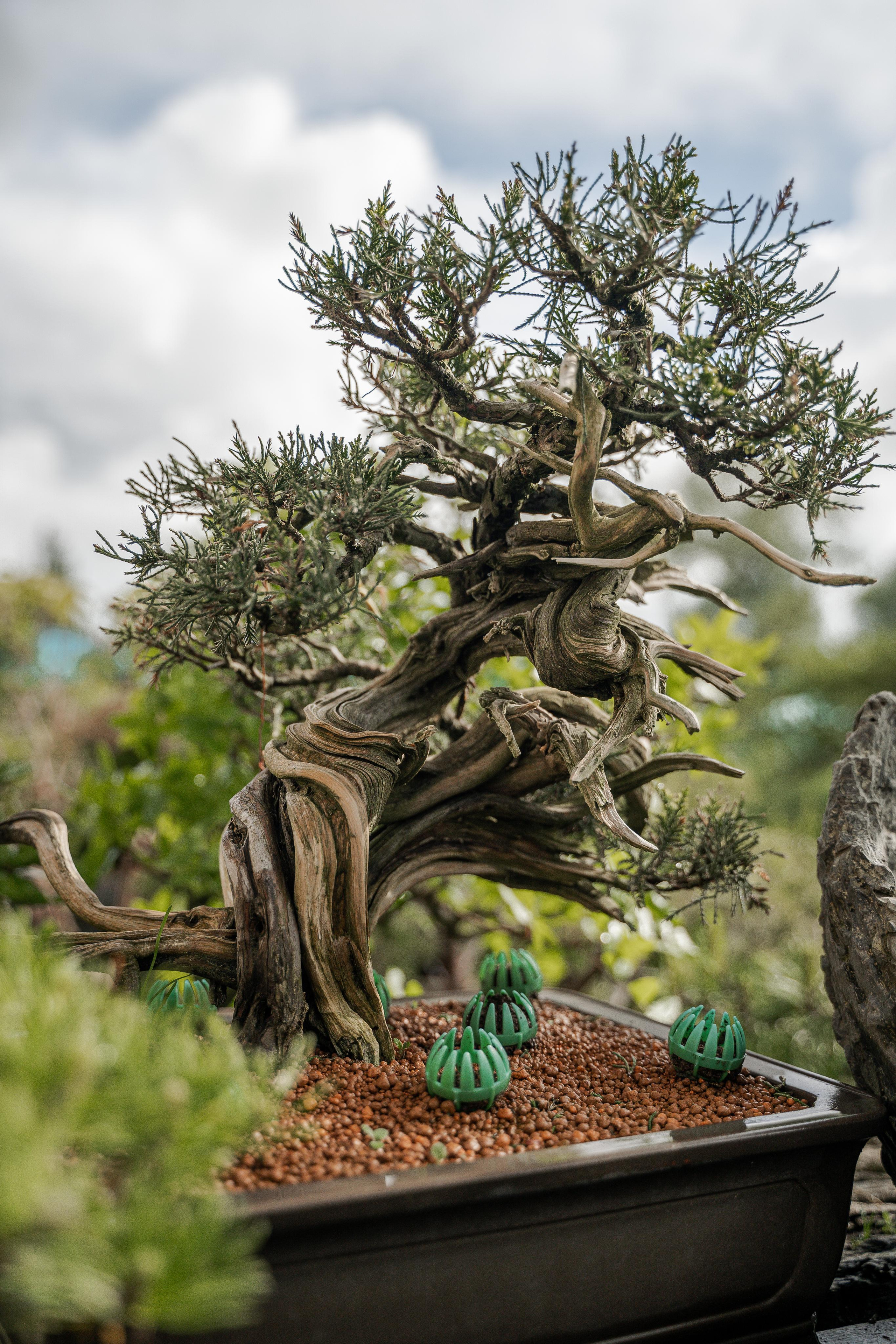 Бонсай. Автомобильный фотограф Светлана Усова