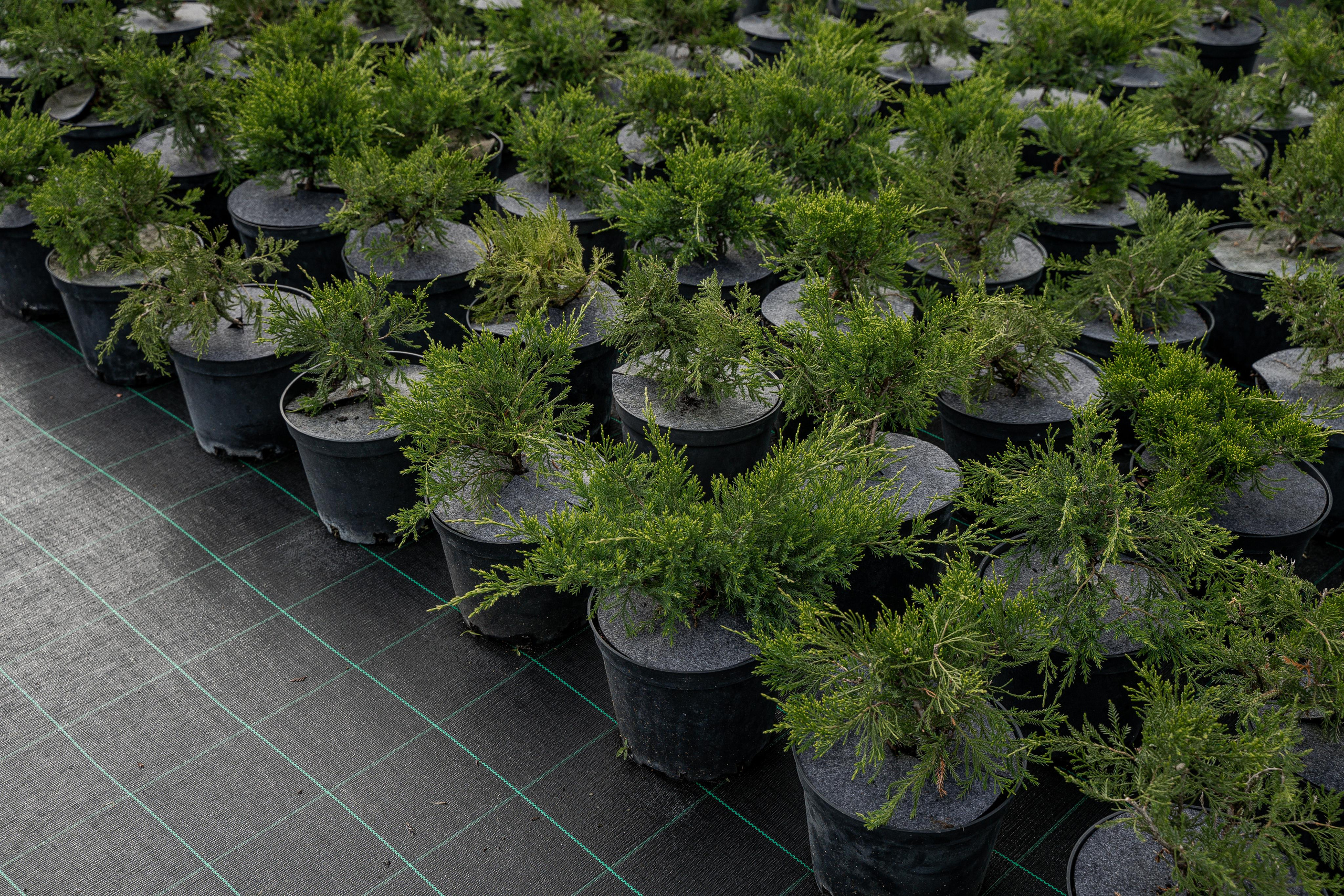 Питомники. Автомобильный фотограф Светлана Усова