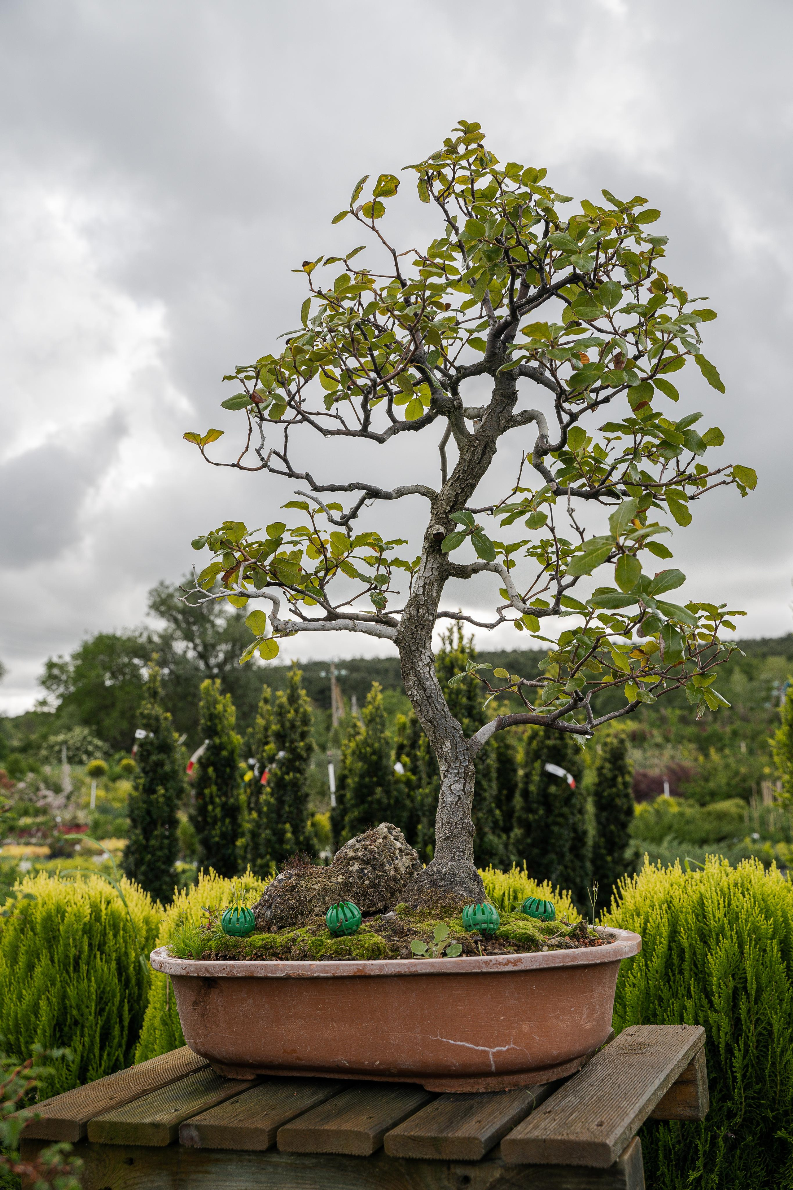 Бонсай. Автомобильный фотограф Светлана Усова