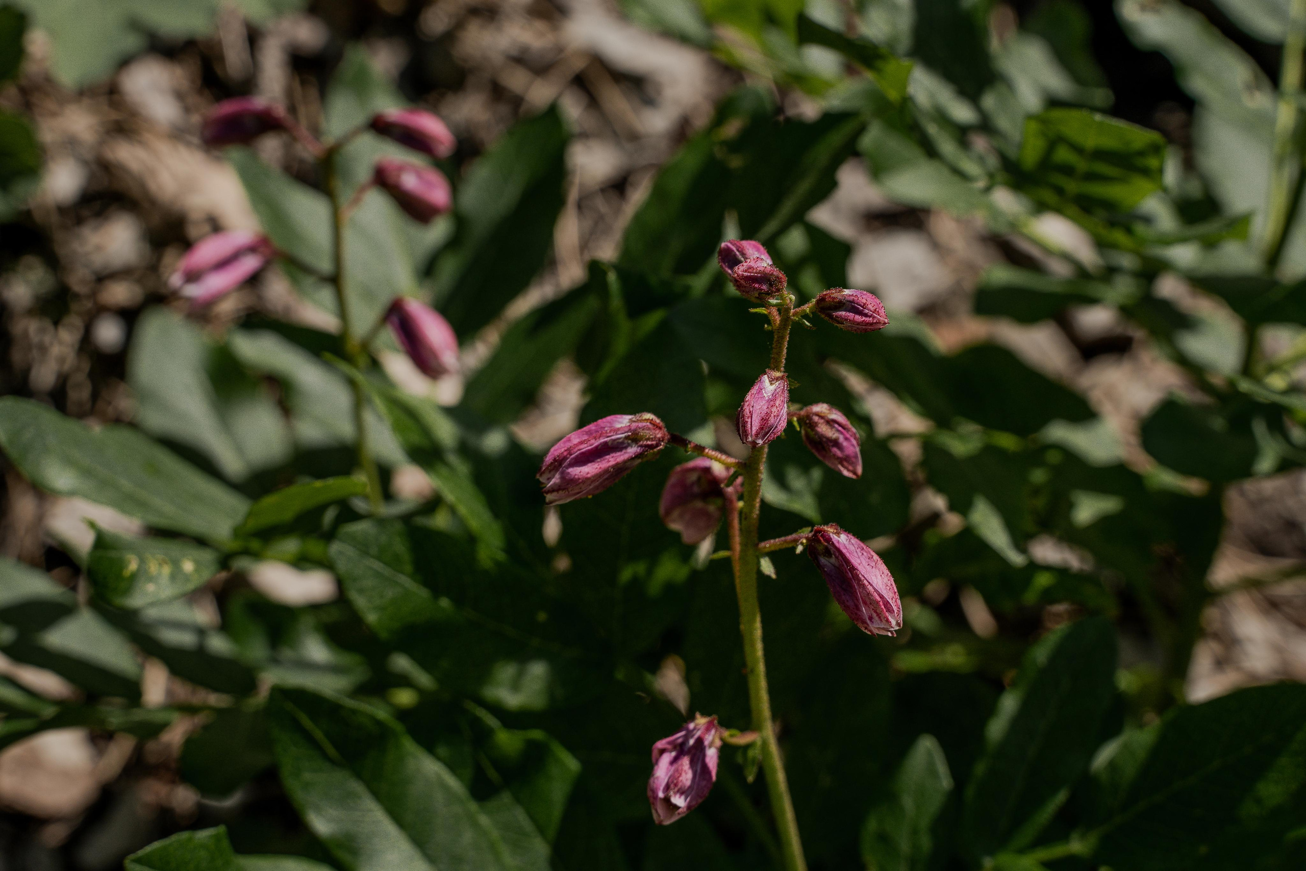 Все растения. Автомобильный фотограф Светлана Усова