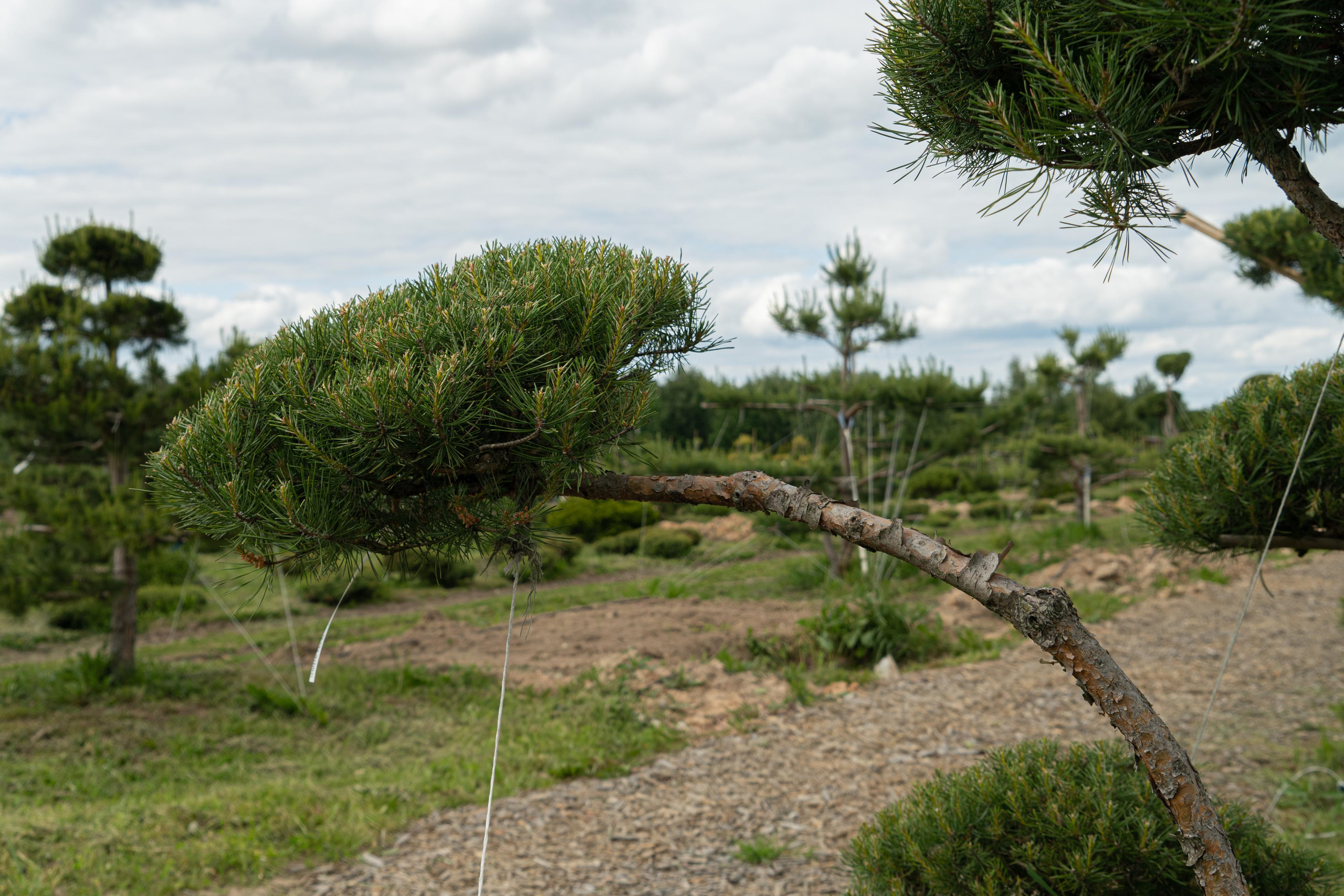 Все растения. Автомобильный фотограф Светлана Усова
