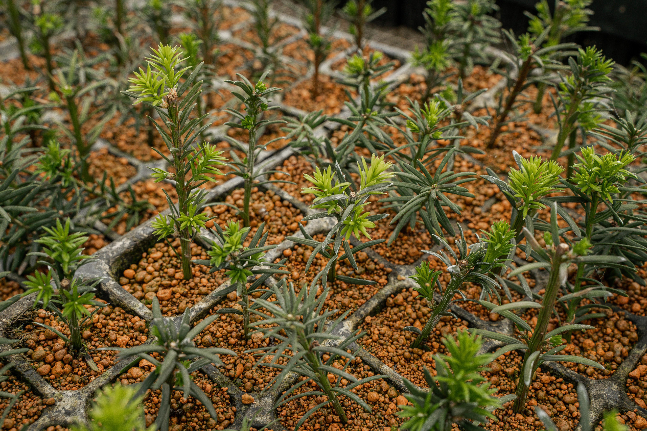 Питомники. Автомобильный фотограф Светлана Усова