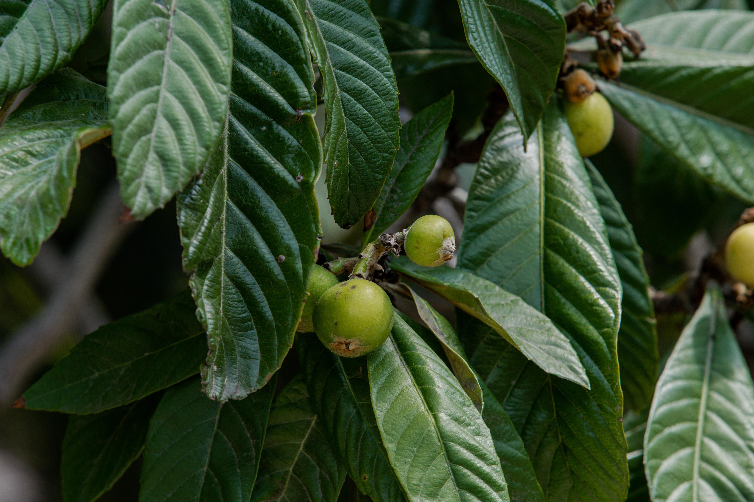 Все растения. Автомобильный фотограф Светлана Усова