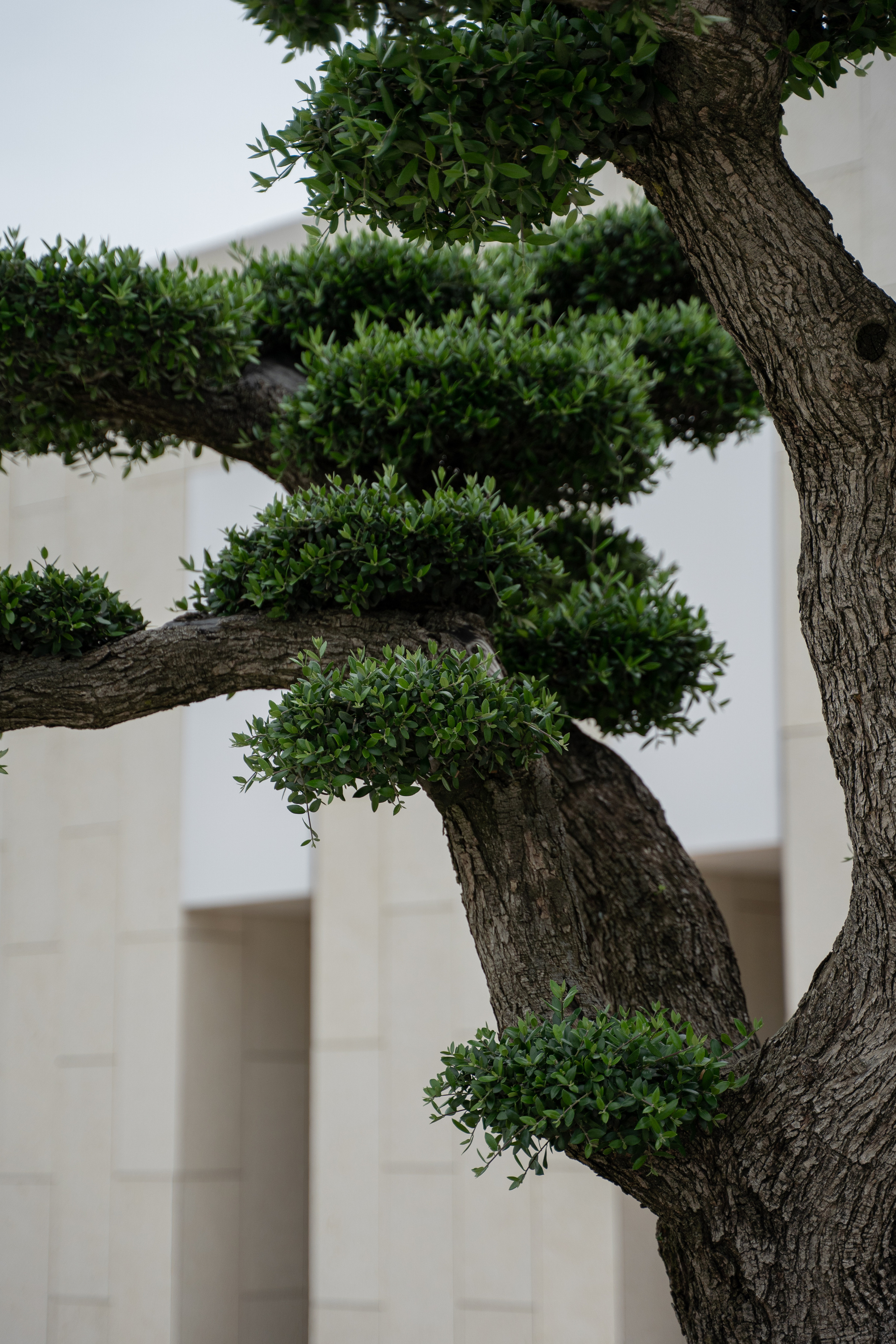 Все растения. Автомобильный фотограф Светлана Усова