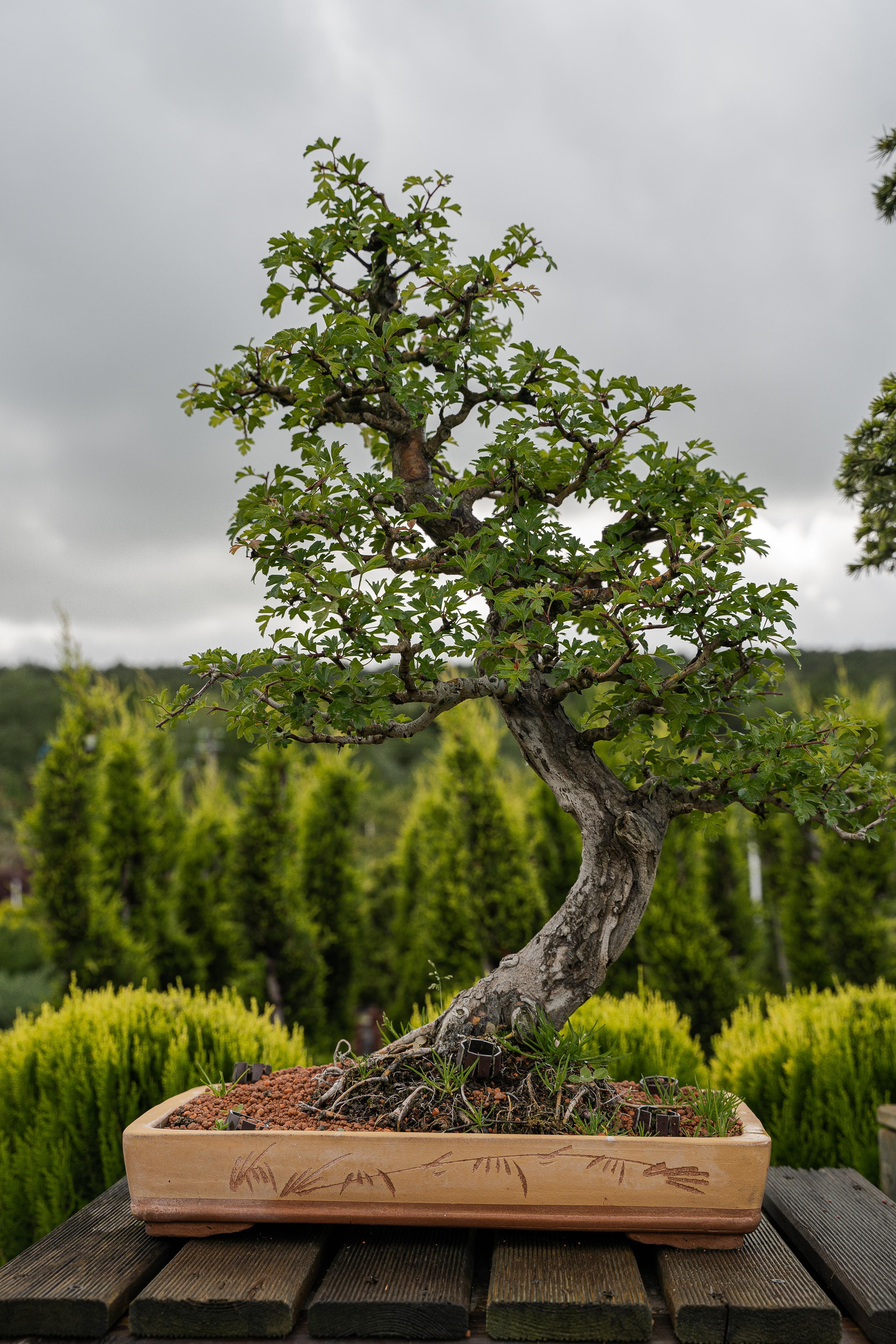 Бонсай. Автомобильный фотограф Светлана Усова