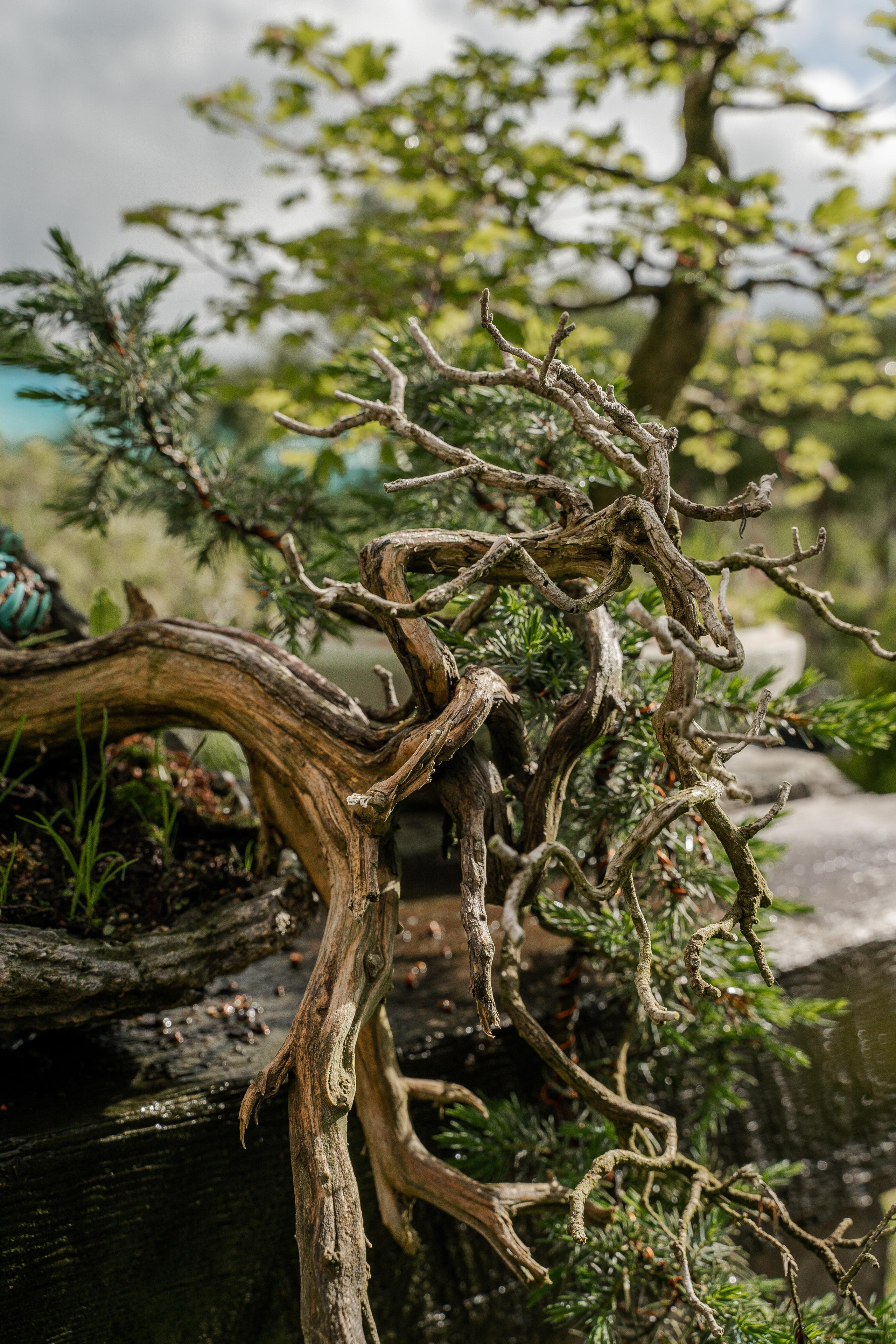 Бонсай. Автомобильный фотограф Светлана Усова