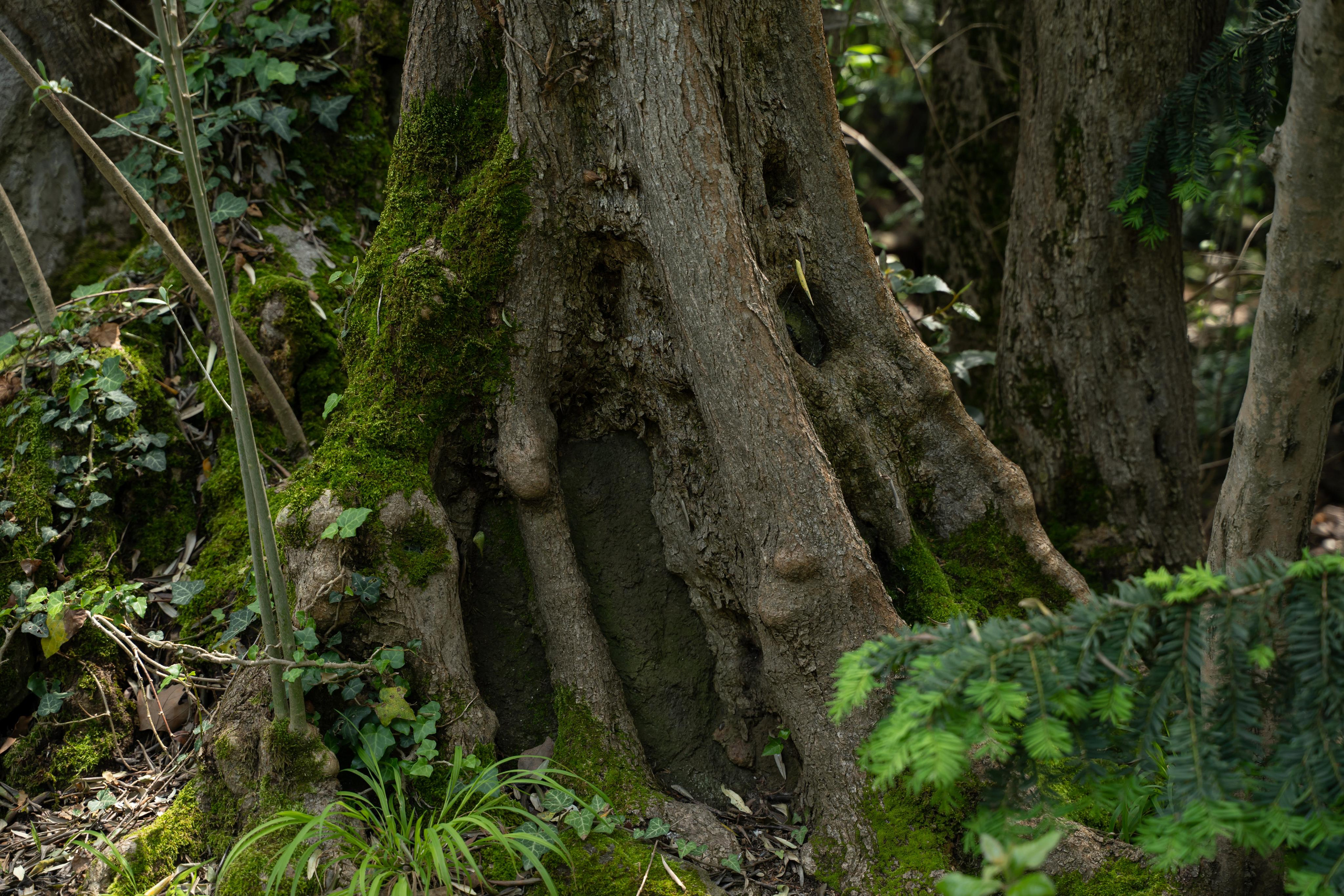 Все растения. Автомобильный фотограф Светлана Усова