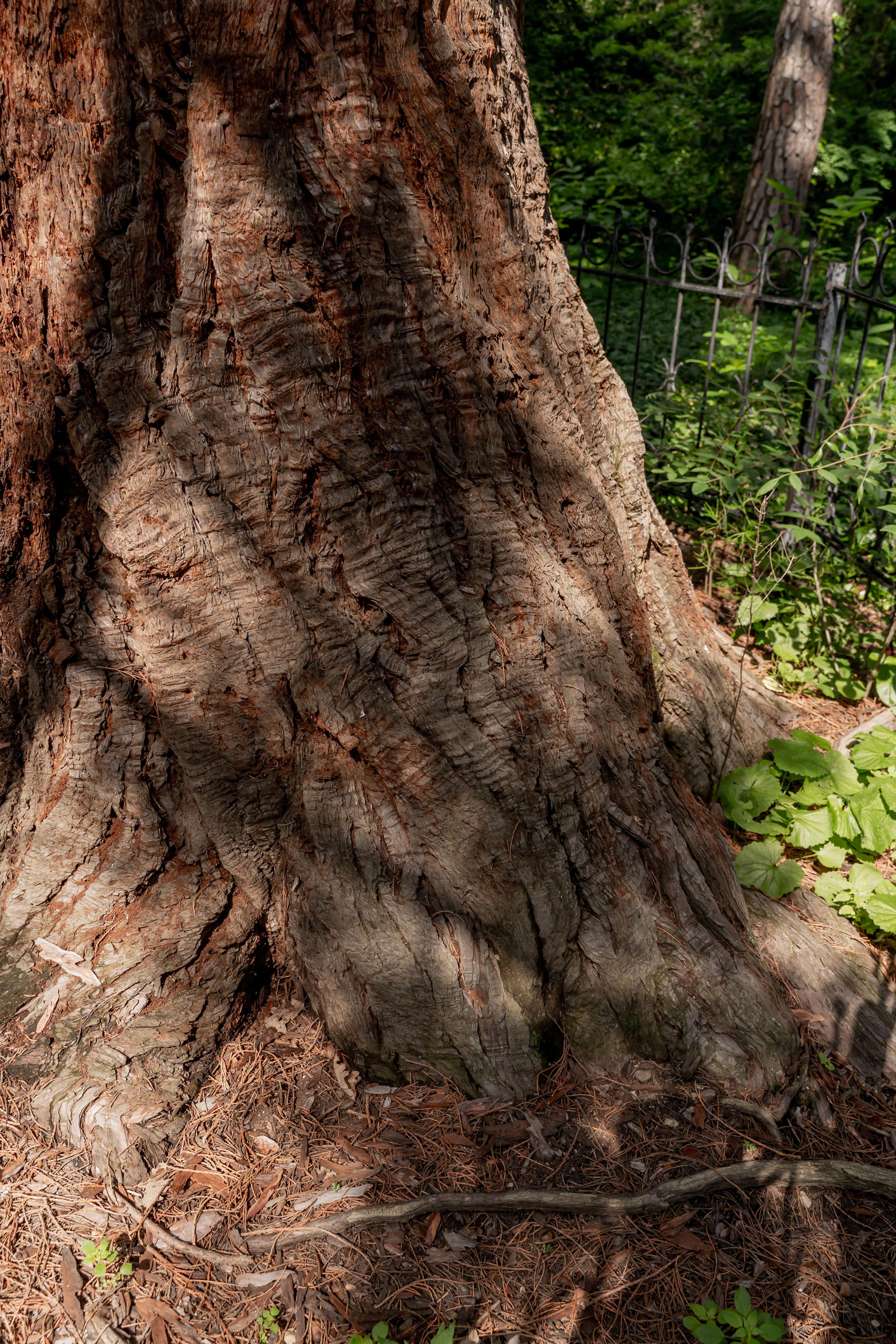Все растения. Автомобильный фотограф Светлана Усова