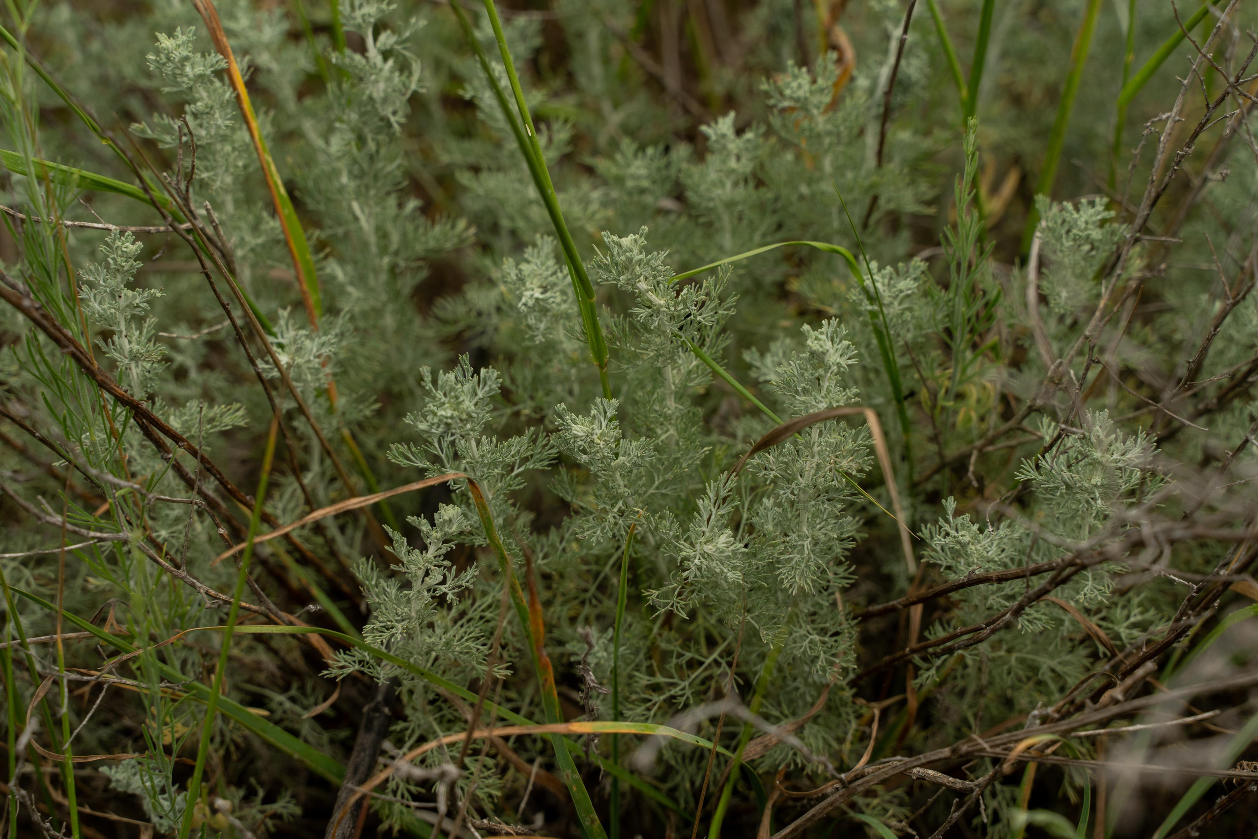 Все растения. Автомобильный фотограф Светлана Усова