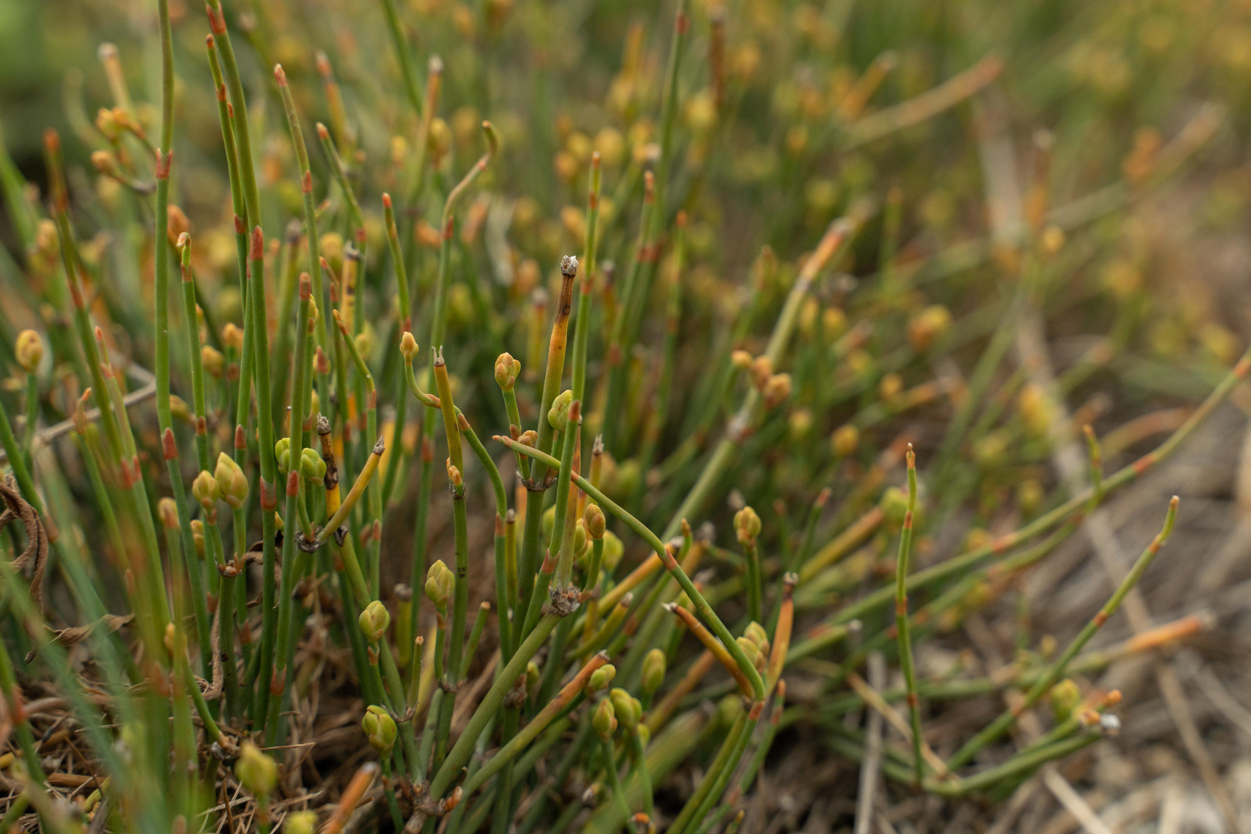 Все растения. Автомобильный фотограф Светлана Усова