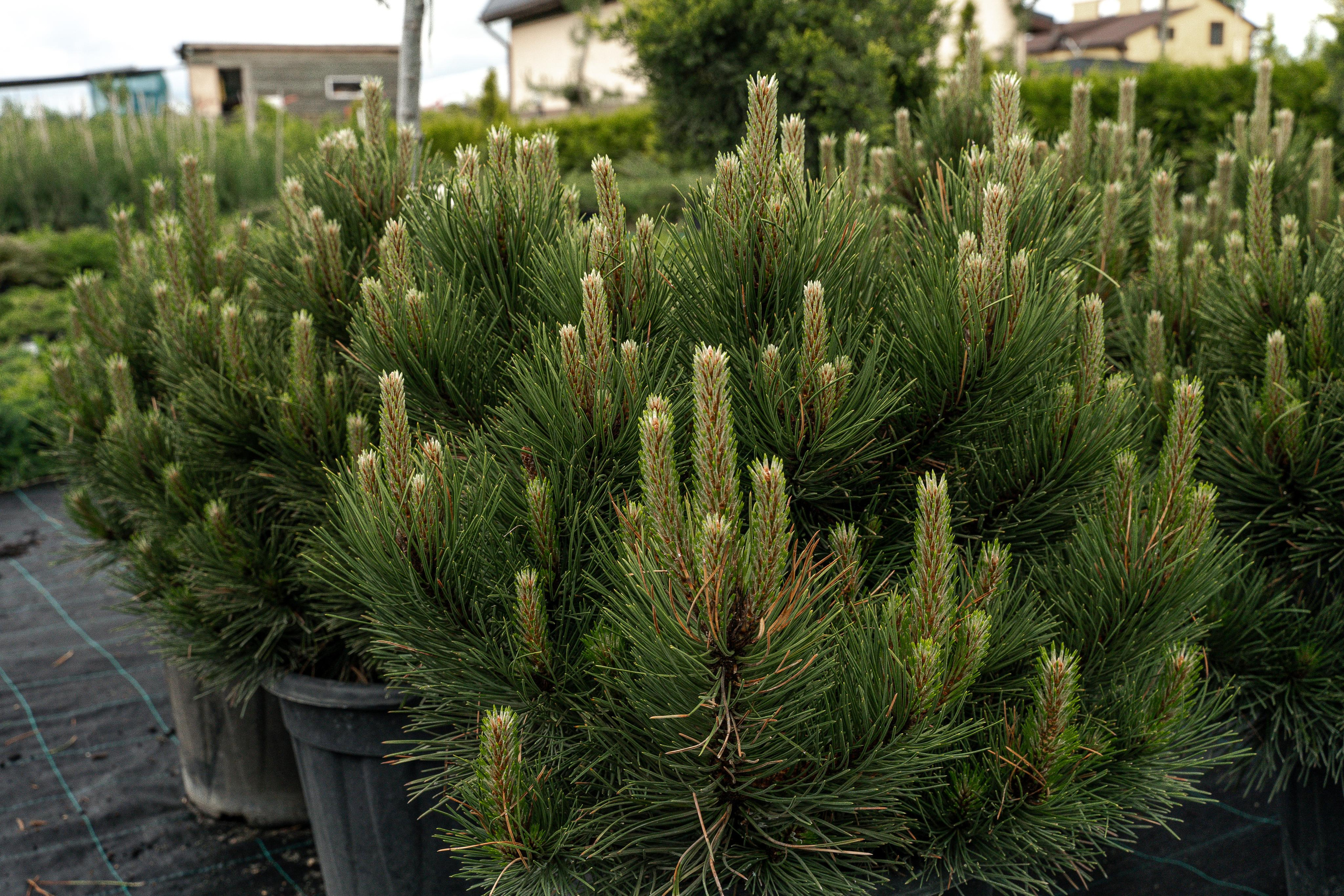 Питомники. Автомобильный фотограф Светлана Усова