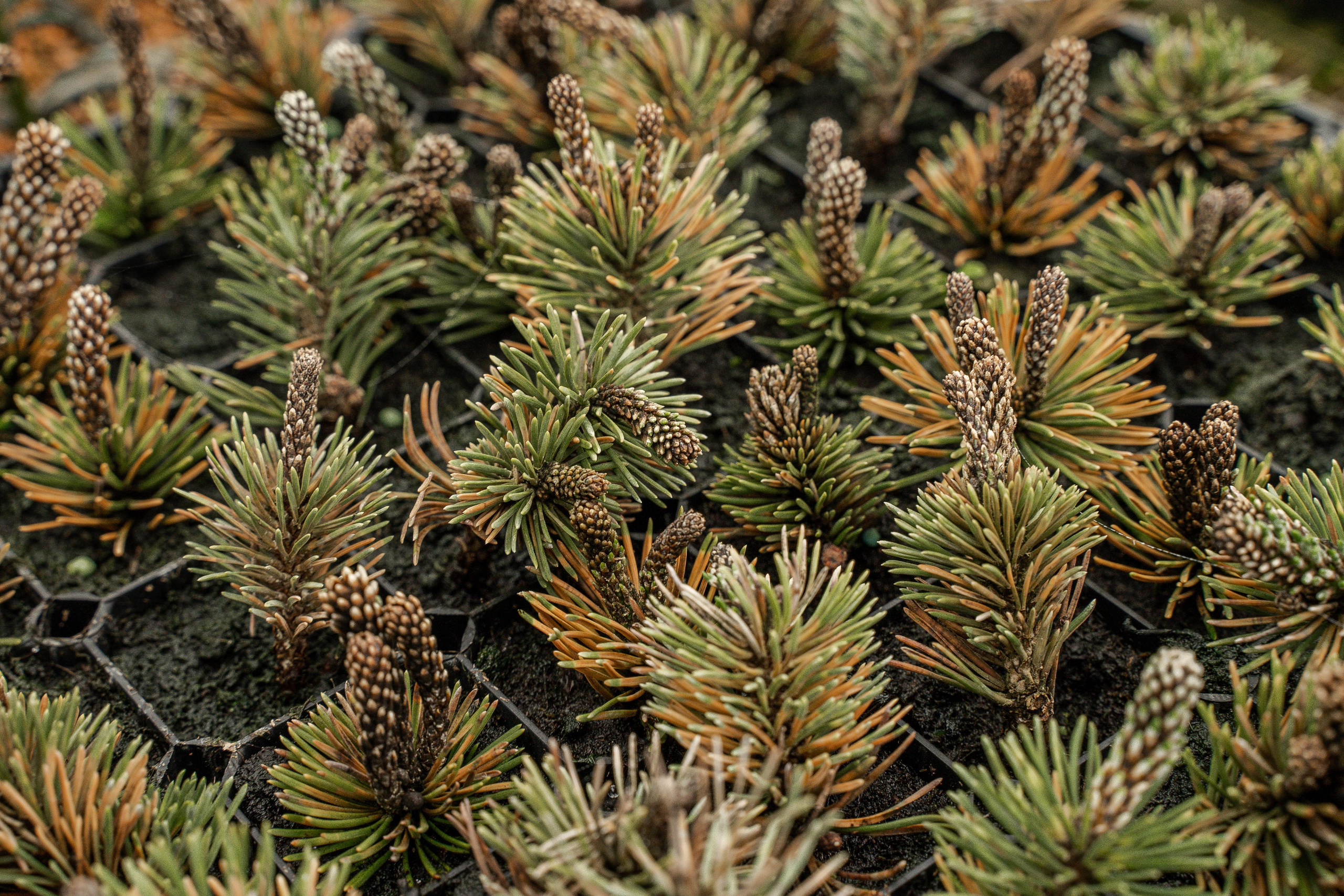 Питомники. Автомобильный фотограф Светлана Усова