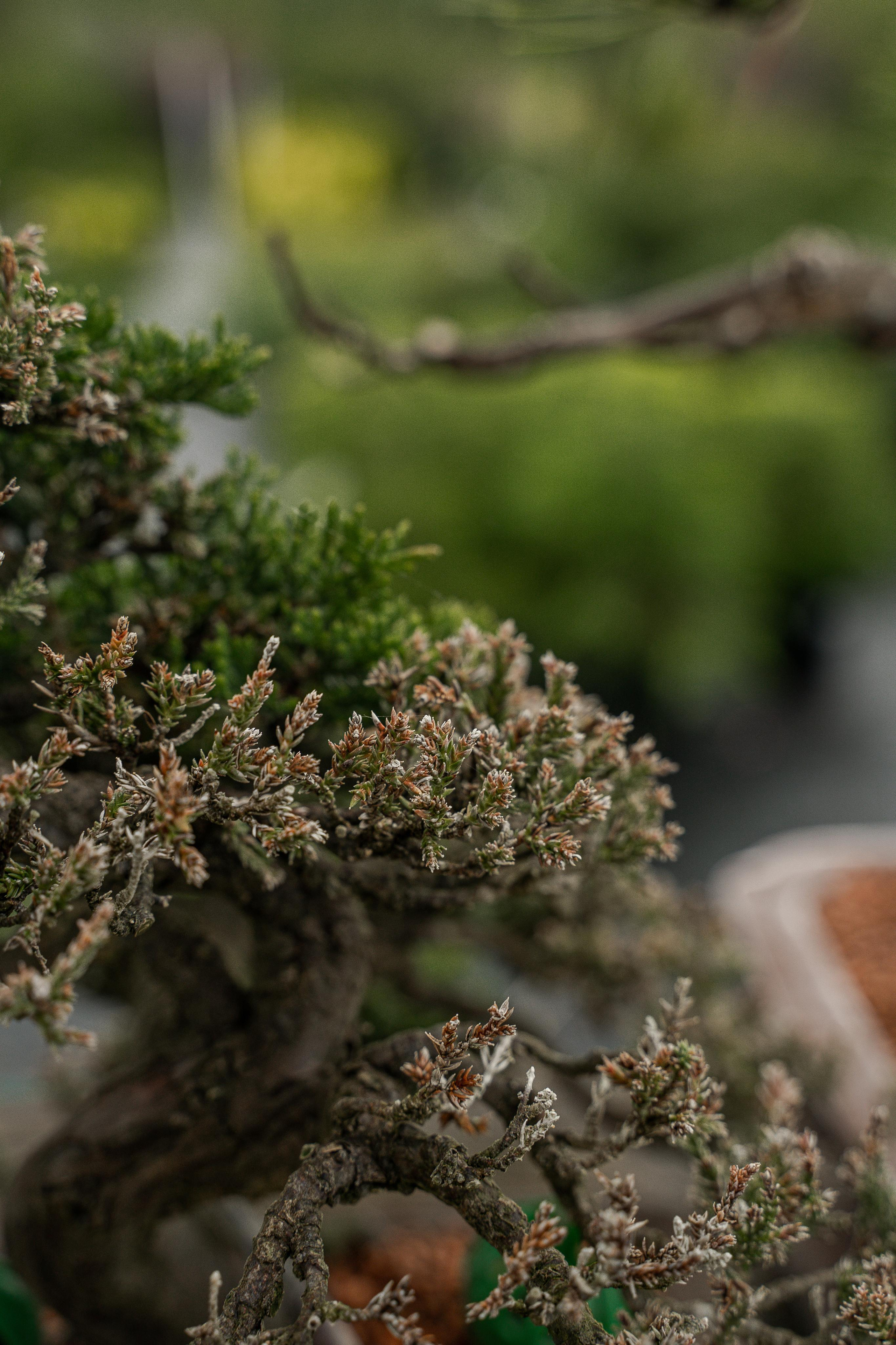 Бонсай. Автомобильный фотограф Светлана Усова