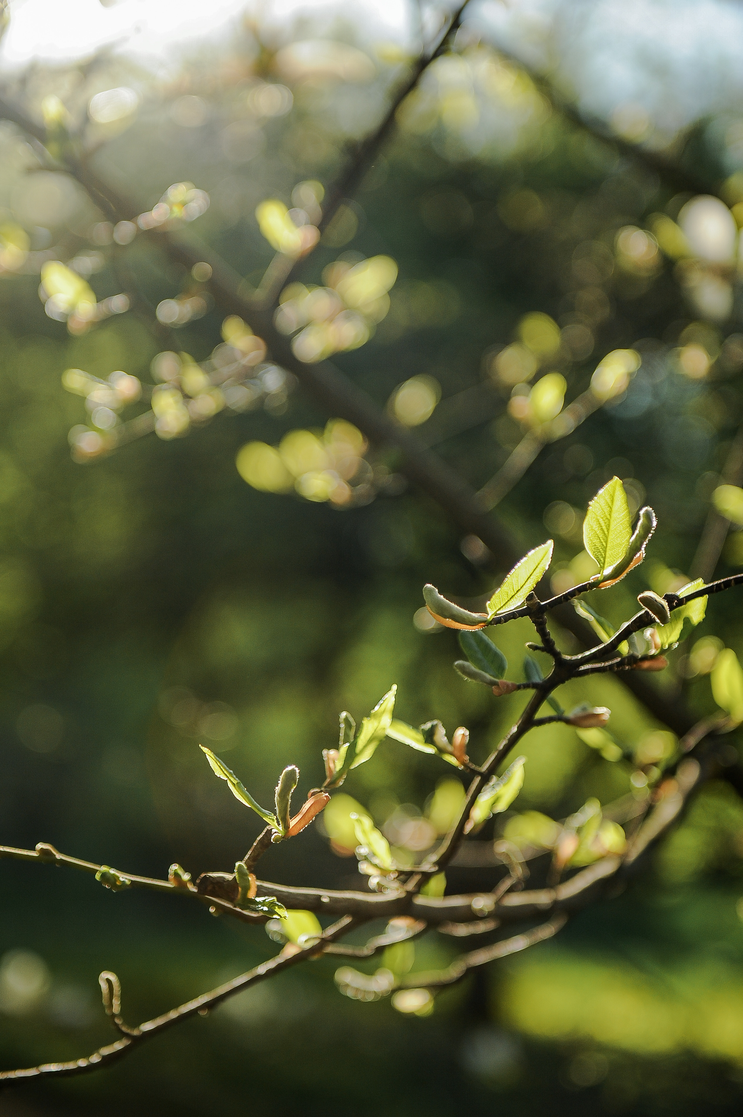Все растения. Автомобильный фотограф Светлана Усова